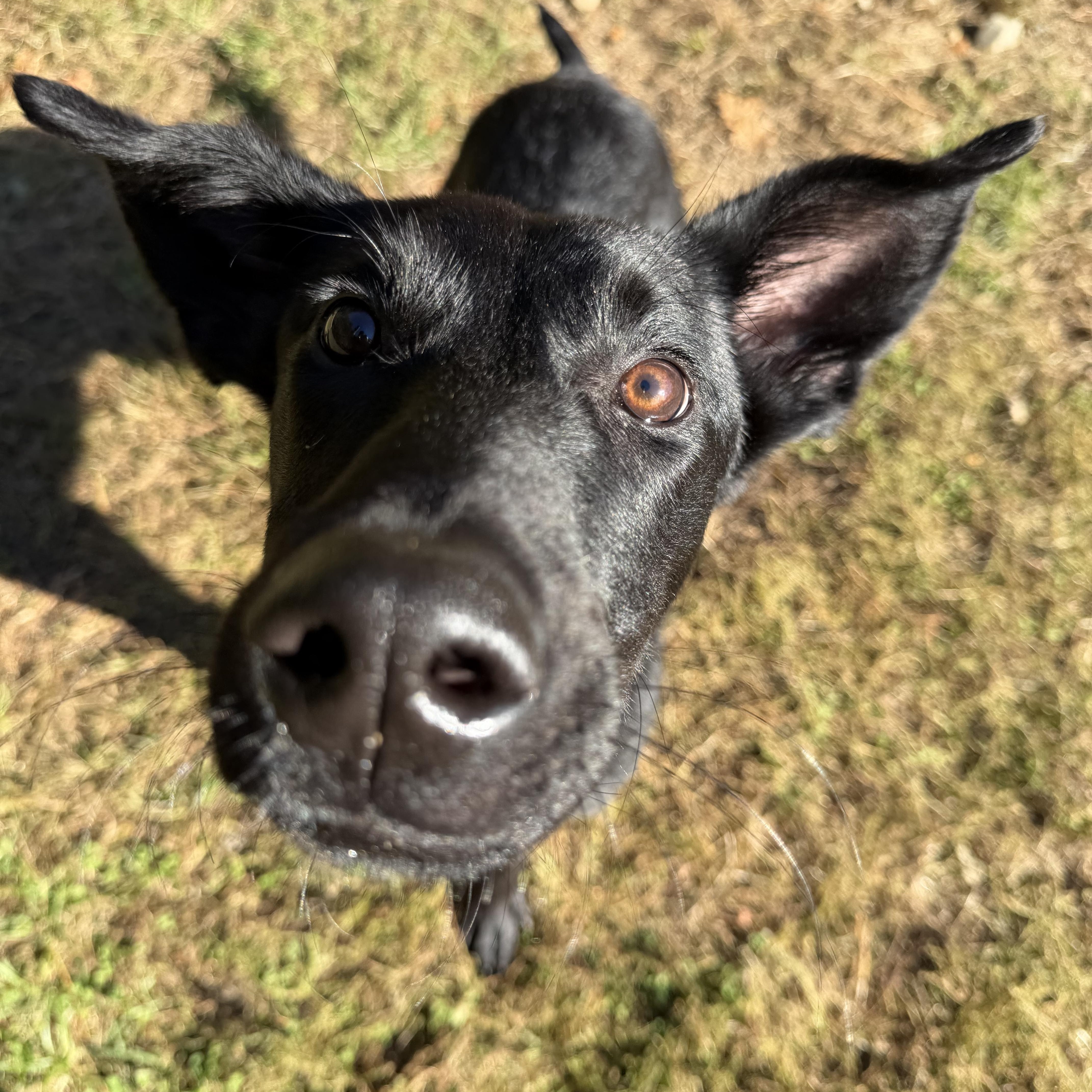 Enlarge Ace, a Adoptable mixed breed in Hollis, NH image 4/4