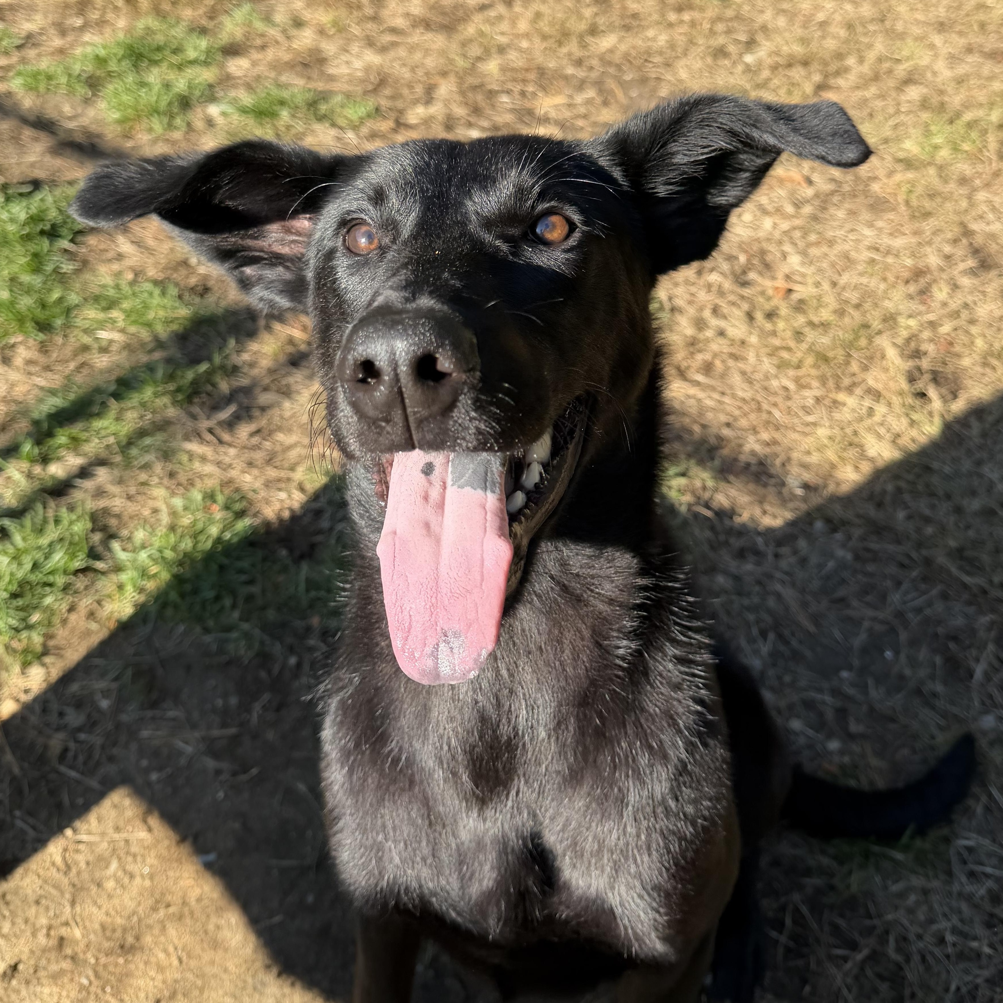 Ace, Adoptable, Young Male German Shepherd Dog & Labrador Retriever.
