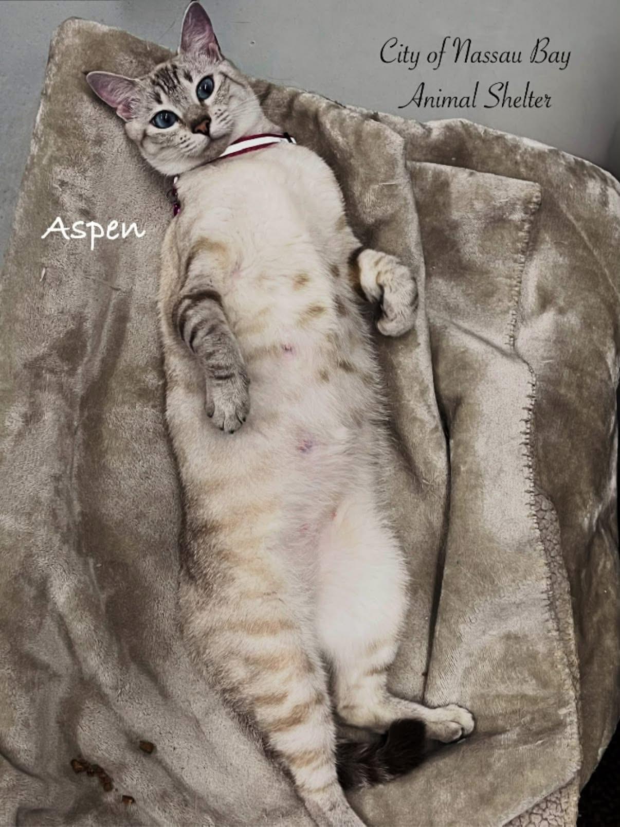 Enlarge F39-26 Aspen, a Adopted Domestic Short Hair in Nassau Bay, TX image 2/4
