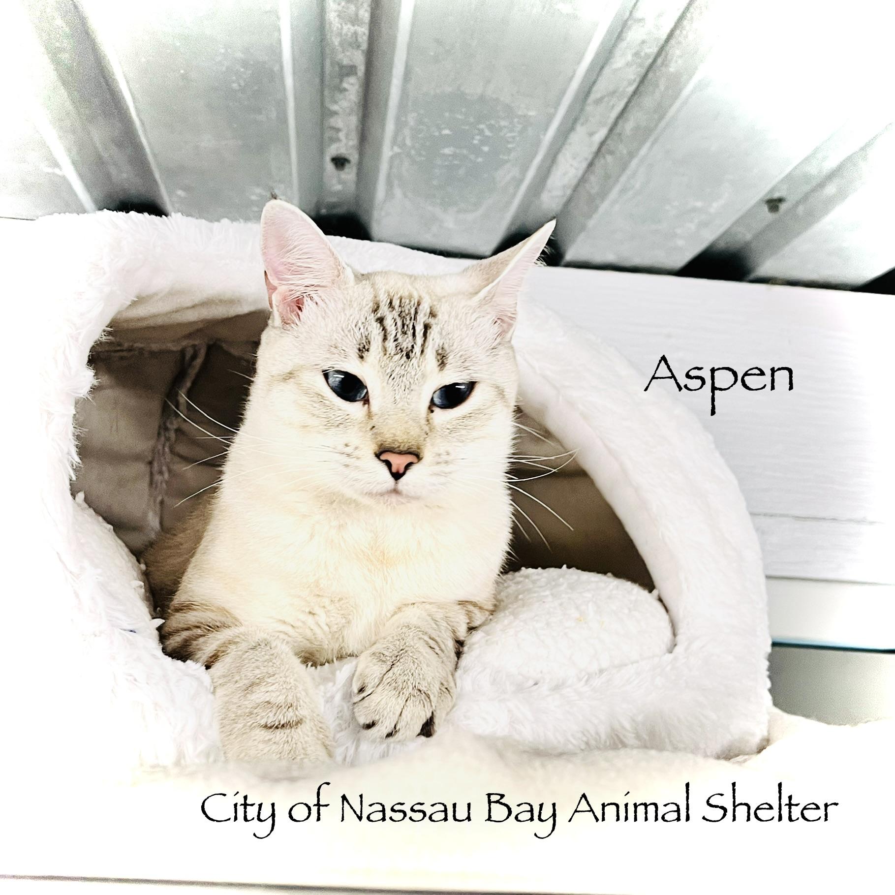 F39-26 Aspen, Adopted, Young Female Domestic Short Hair.