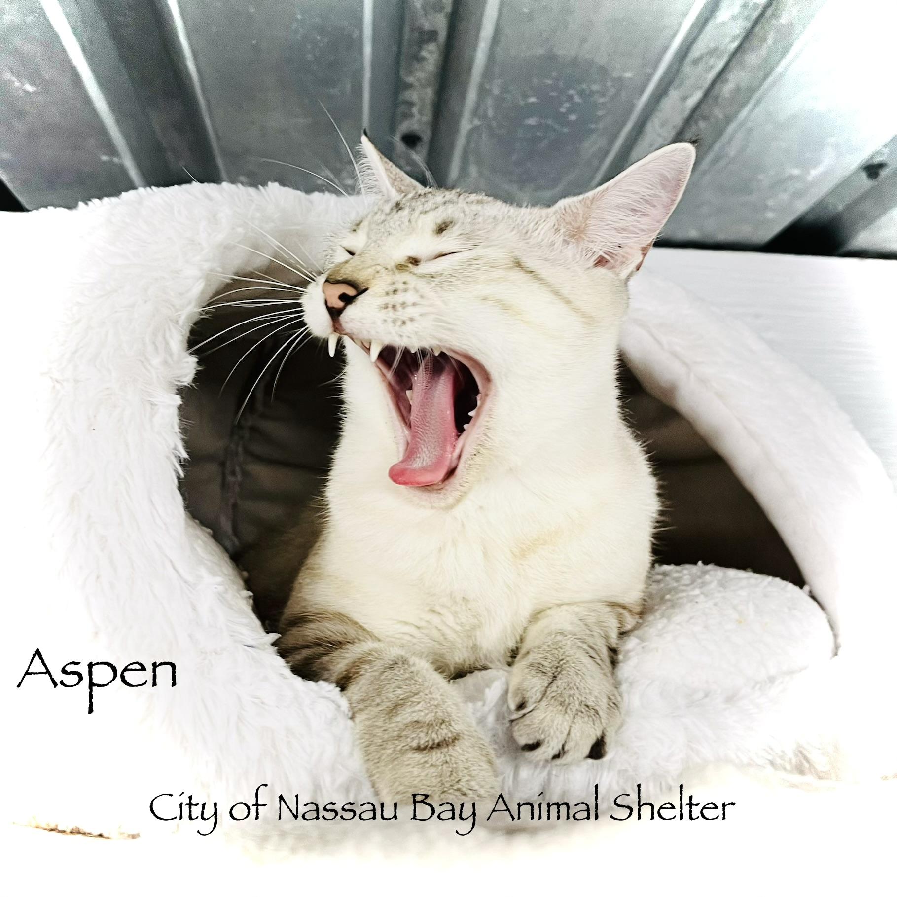 Enlarge F39-26 Aspen, a Adopted Domestic Short Hair in Nassau Bay, TX image 3/4