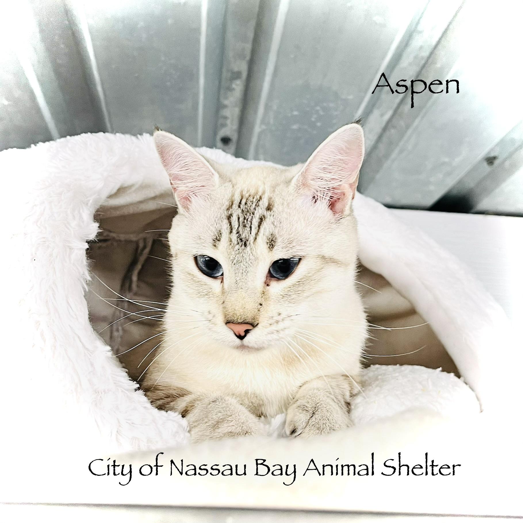 Enlarge F39-26 Aspen, a Adopted Domestic Short Hair in Nassau Bay, TX image 4/4