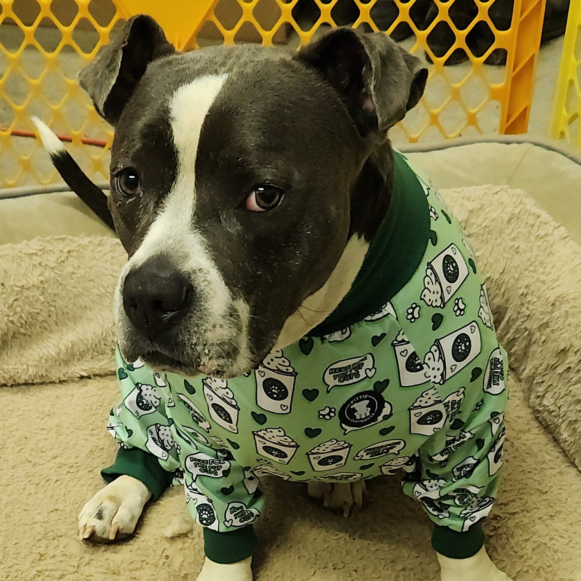 Daja, a Adoptable American Bully in Flintstone, GA image 1/6