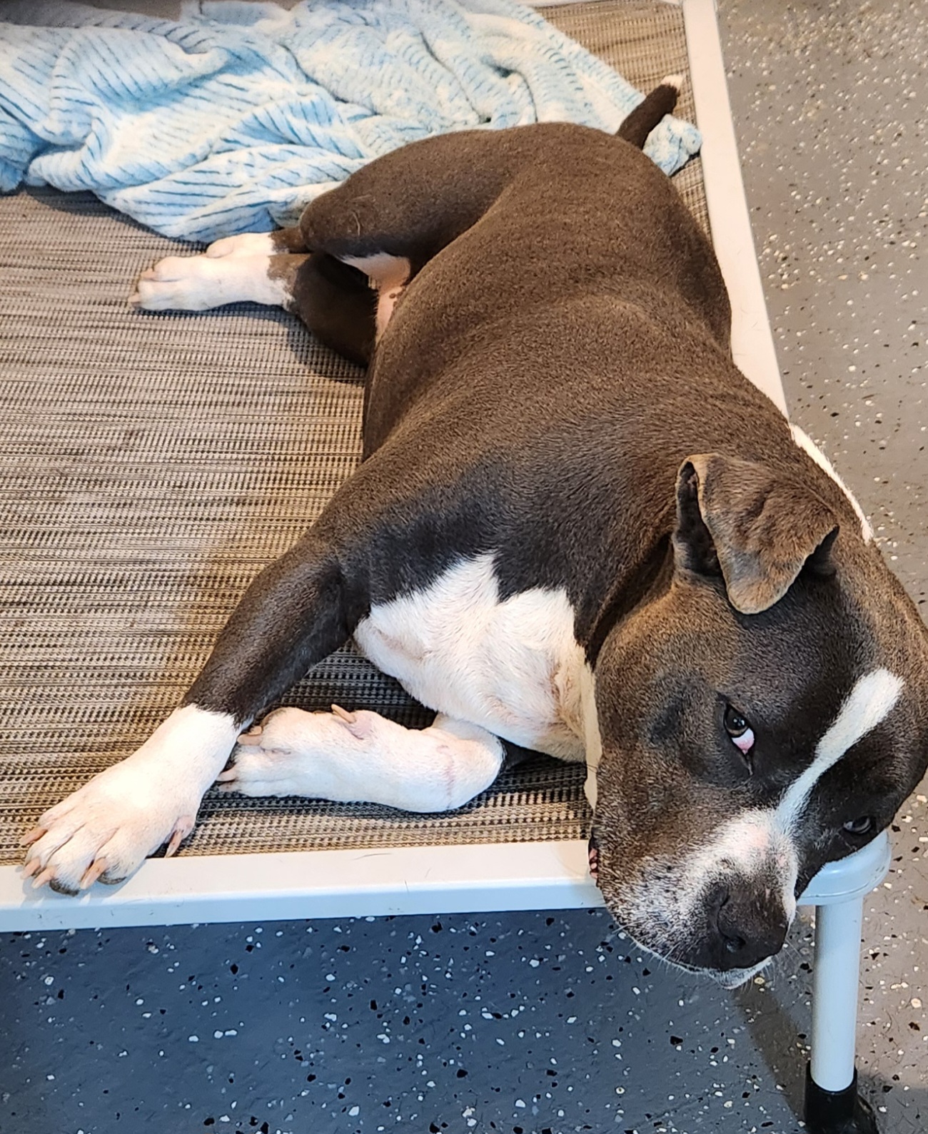 Daja, a Adoptable American Bully in Flintstone, GA image 5/6