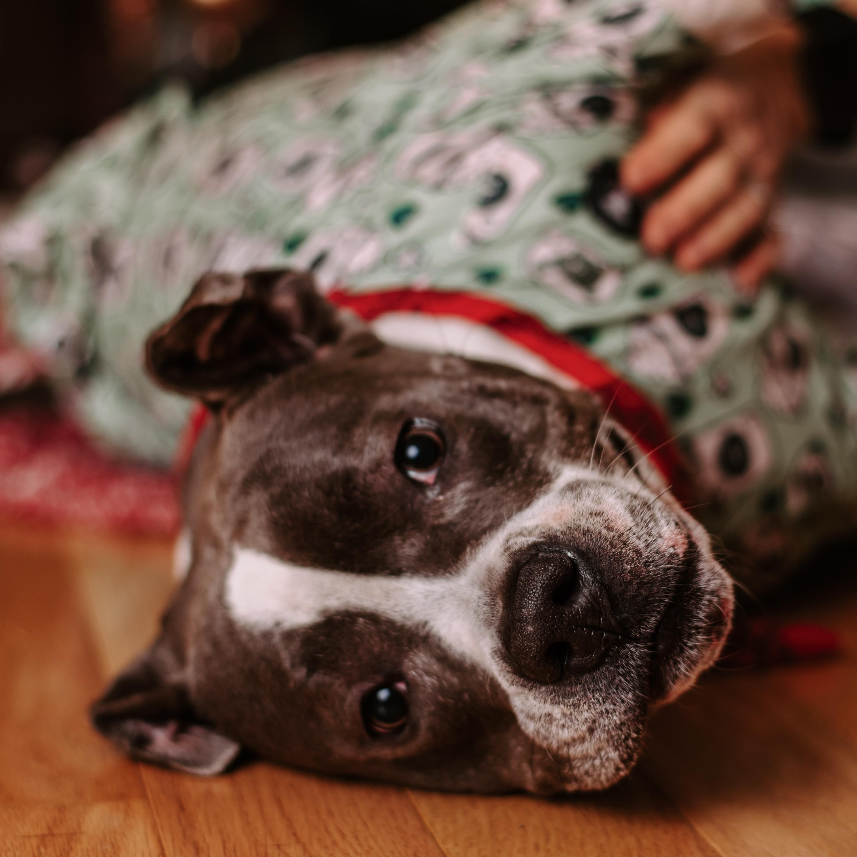 Daja, Adult Female American Bully