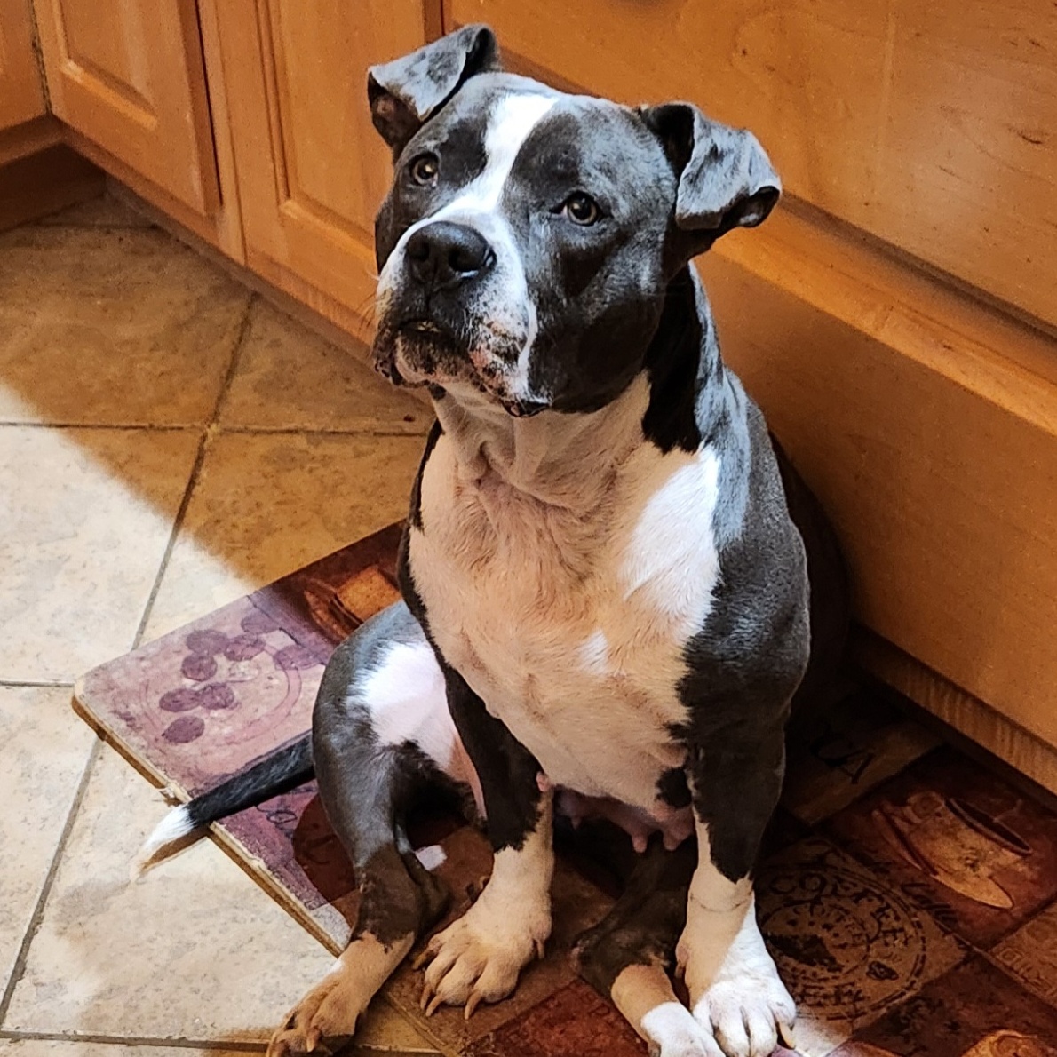 Daja, a Adoptable American Bully in Flintstone, GA image 3/6