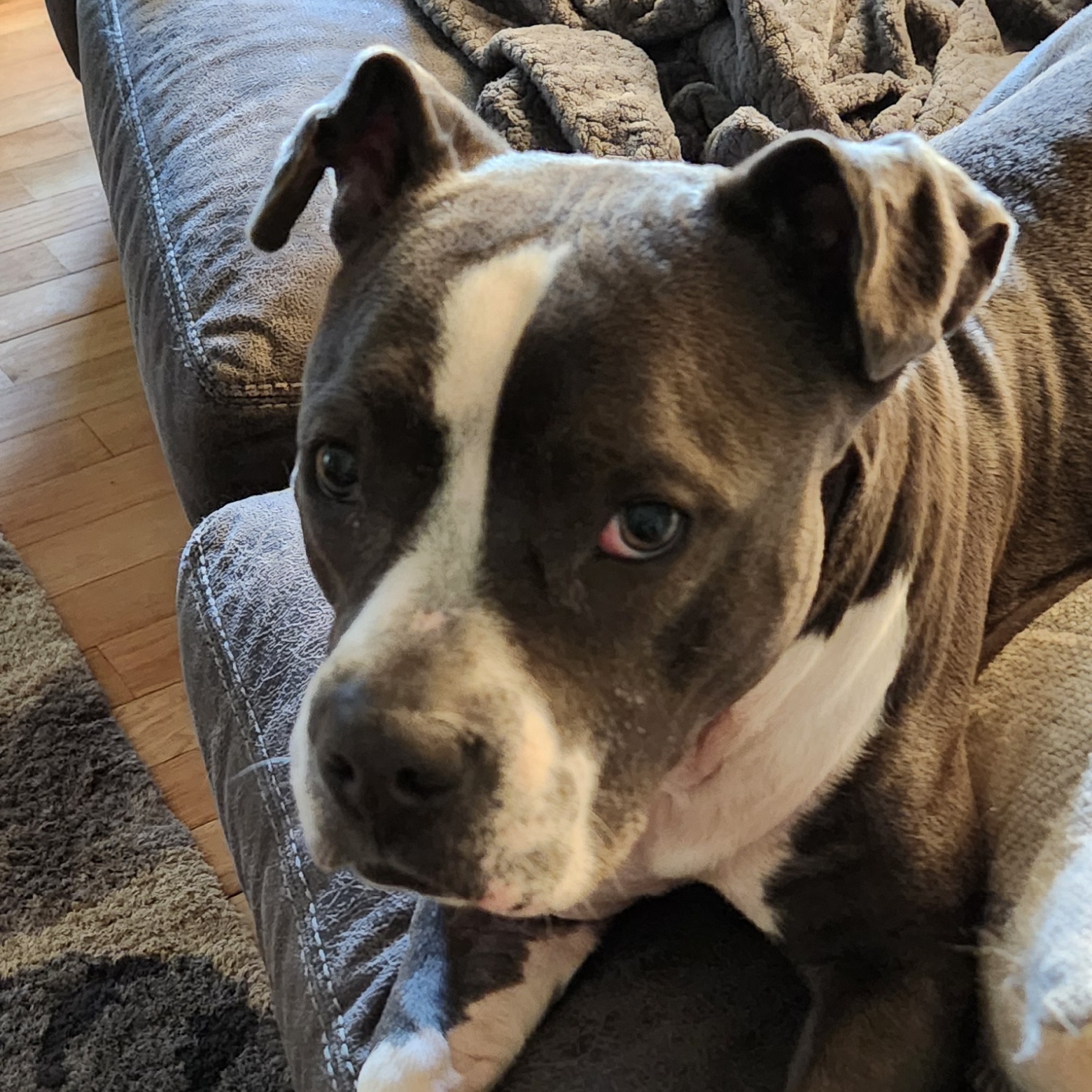 Daja, a Adoptable American Bully in Flintstone, GA image 4/6