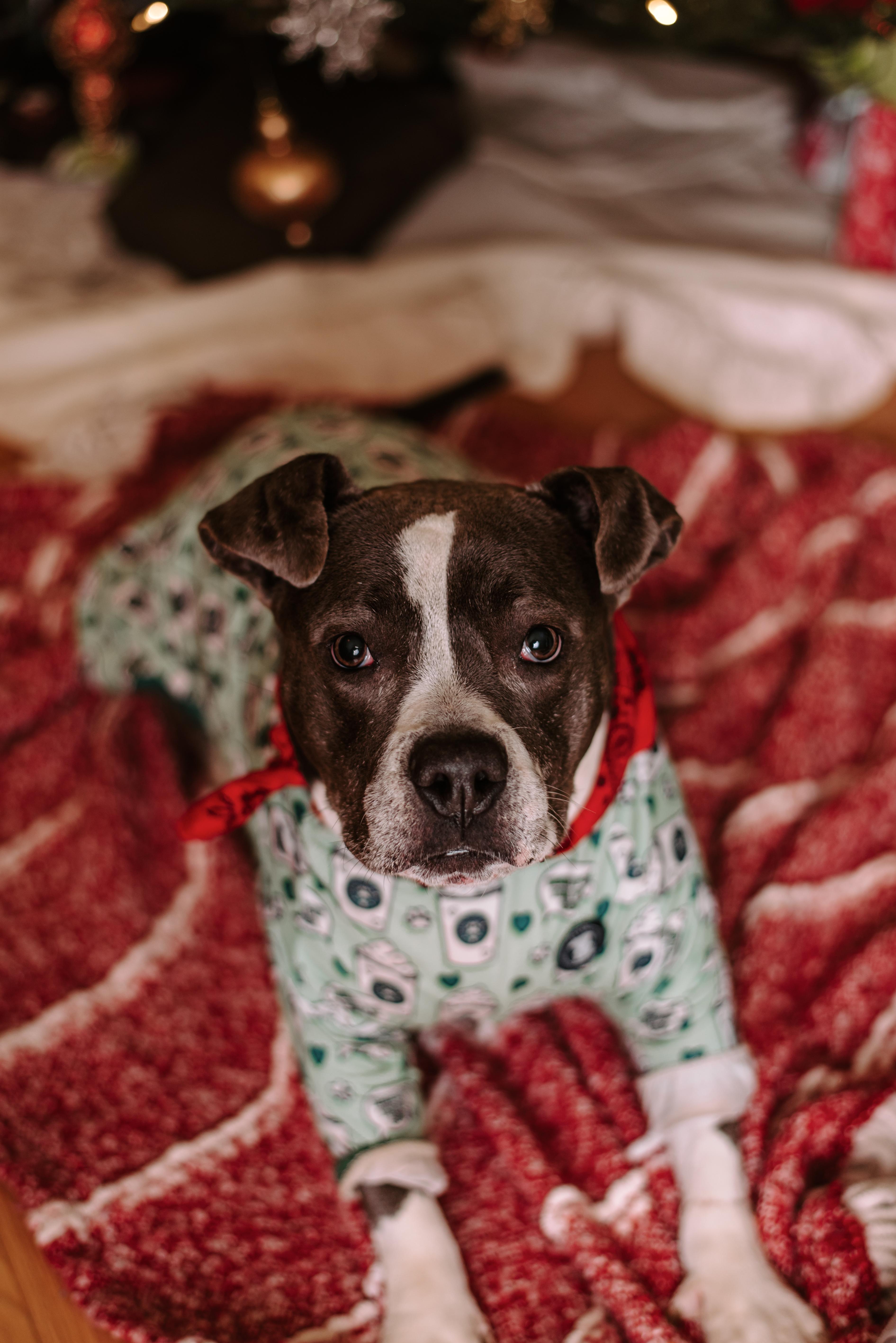 Daja, a Adoptable American Bully in Flintstone, GA image 6/6