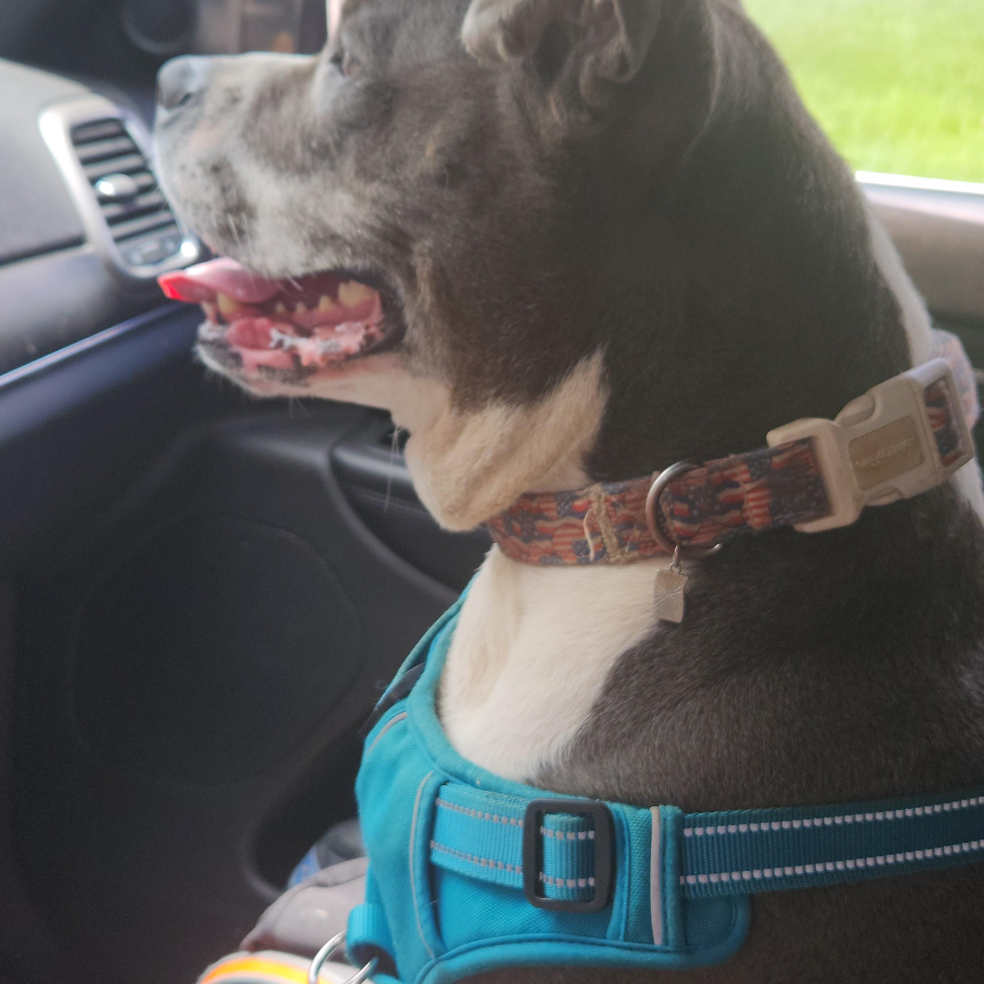 Enlarge Daja, a Adoptable American Bully in Flintstone, GA image 6/6