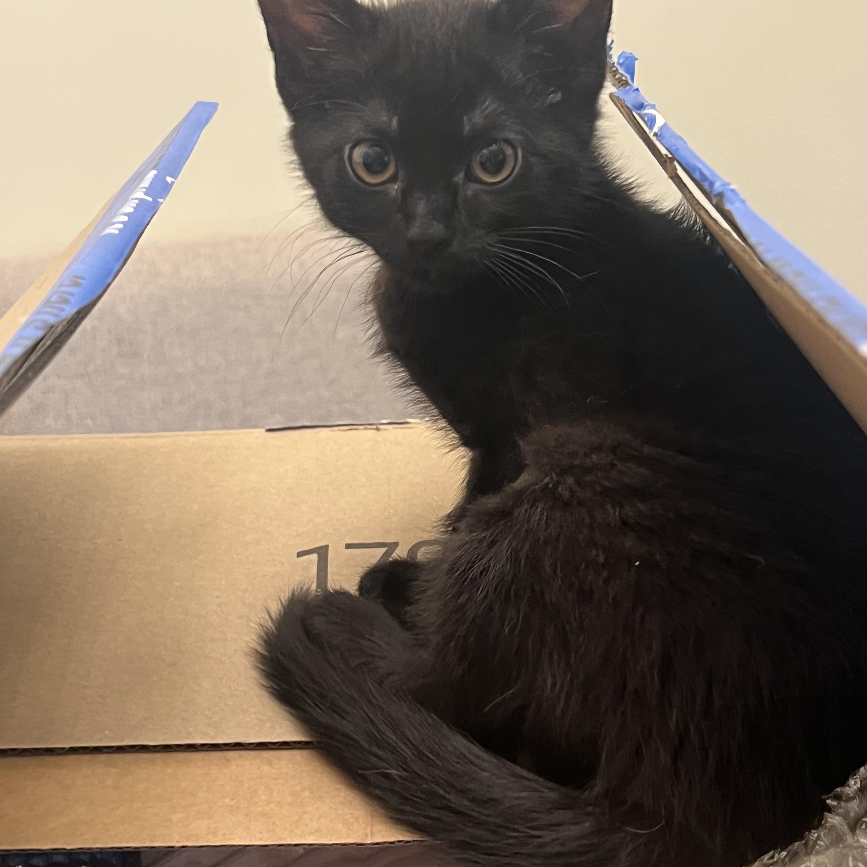 Rosie, ADOPTABLE, Young Female Domestic Short Hair.
