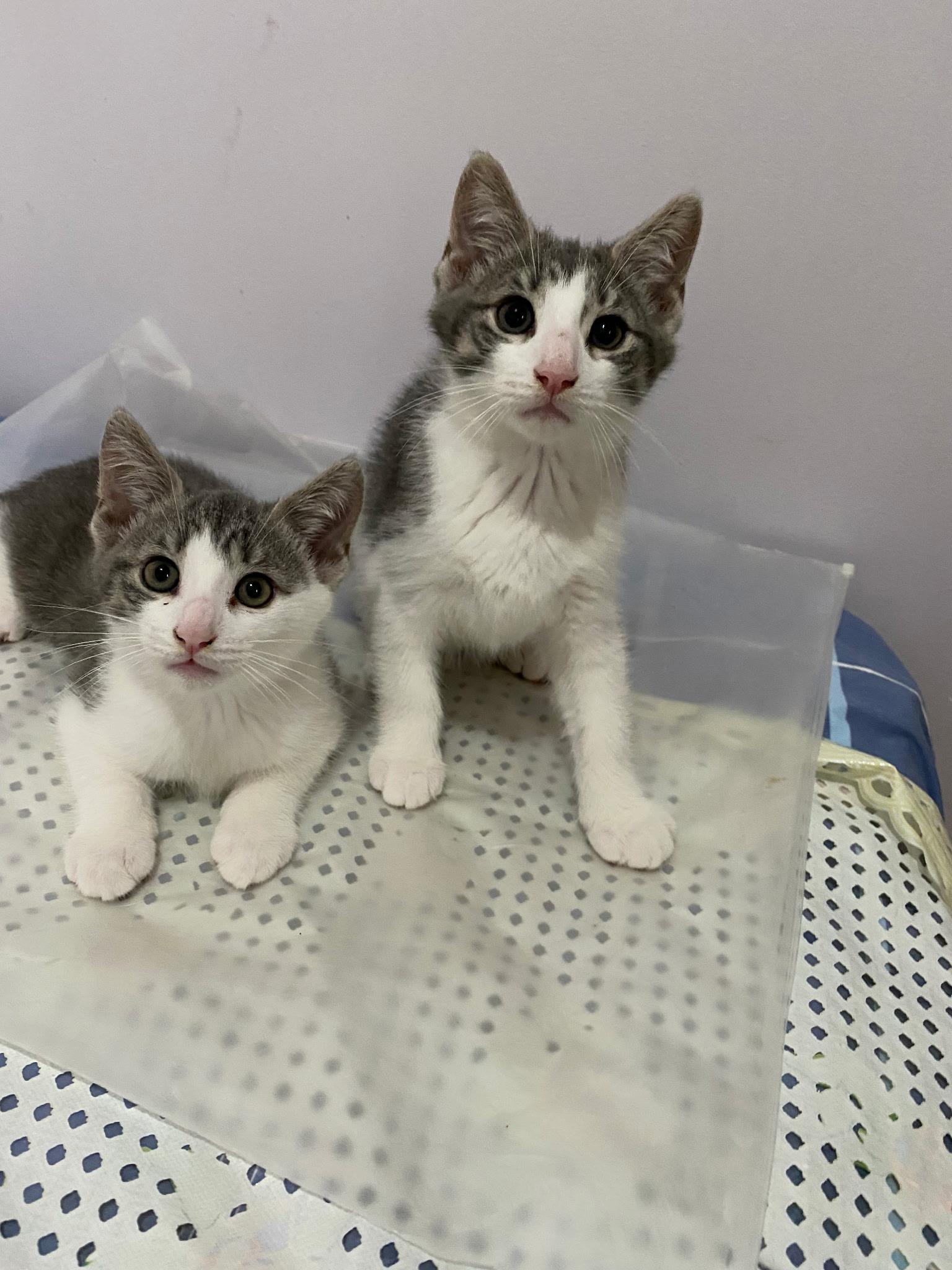 Tom and Jerry, a Adoptable American Shorthair in Brooklyn, NY image 1/5