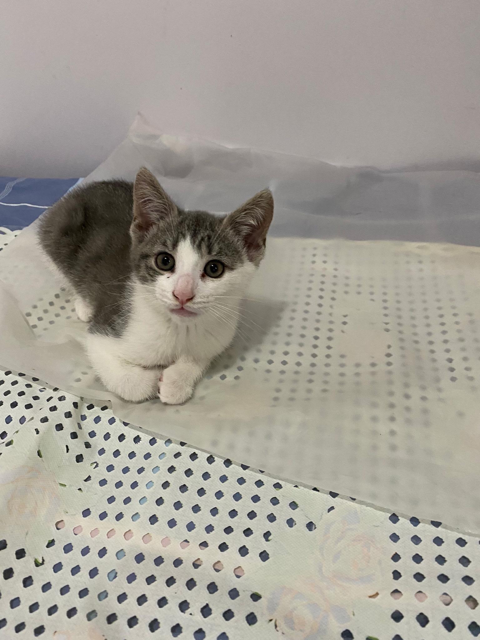 Tom and Jerry, a Adoptable American Shorthair in Brooklyn, NY image 2/5