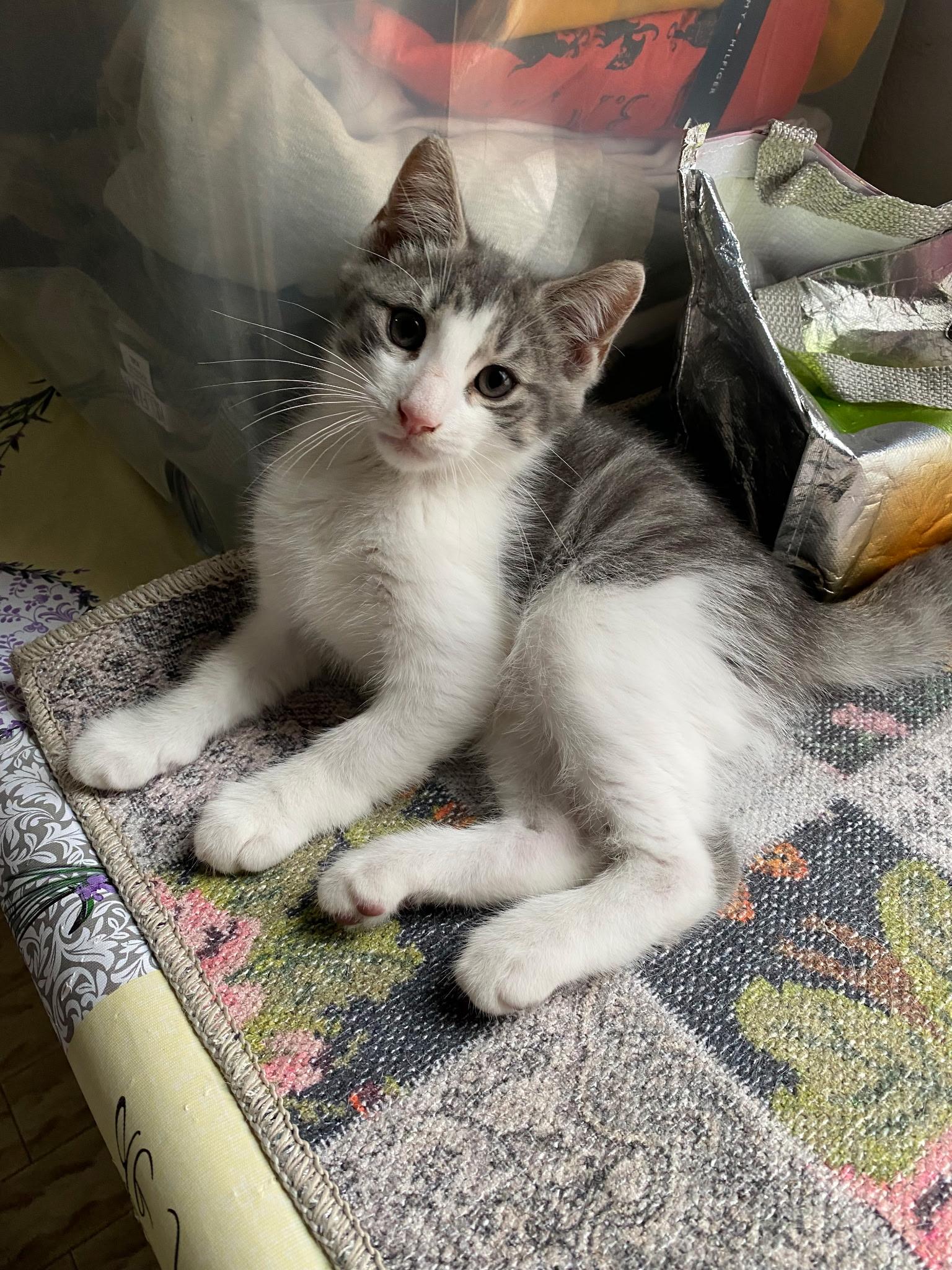 Tom and Jerry, a Adoptable American Shorthair in Brooklyn, NY image 3/5