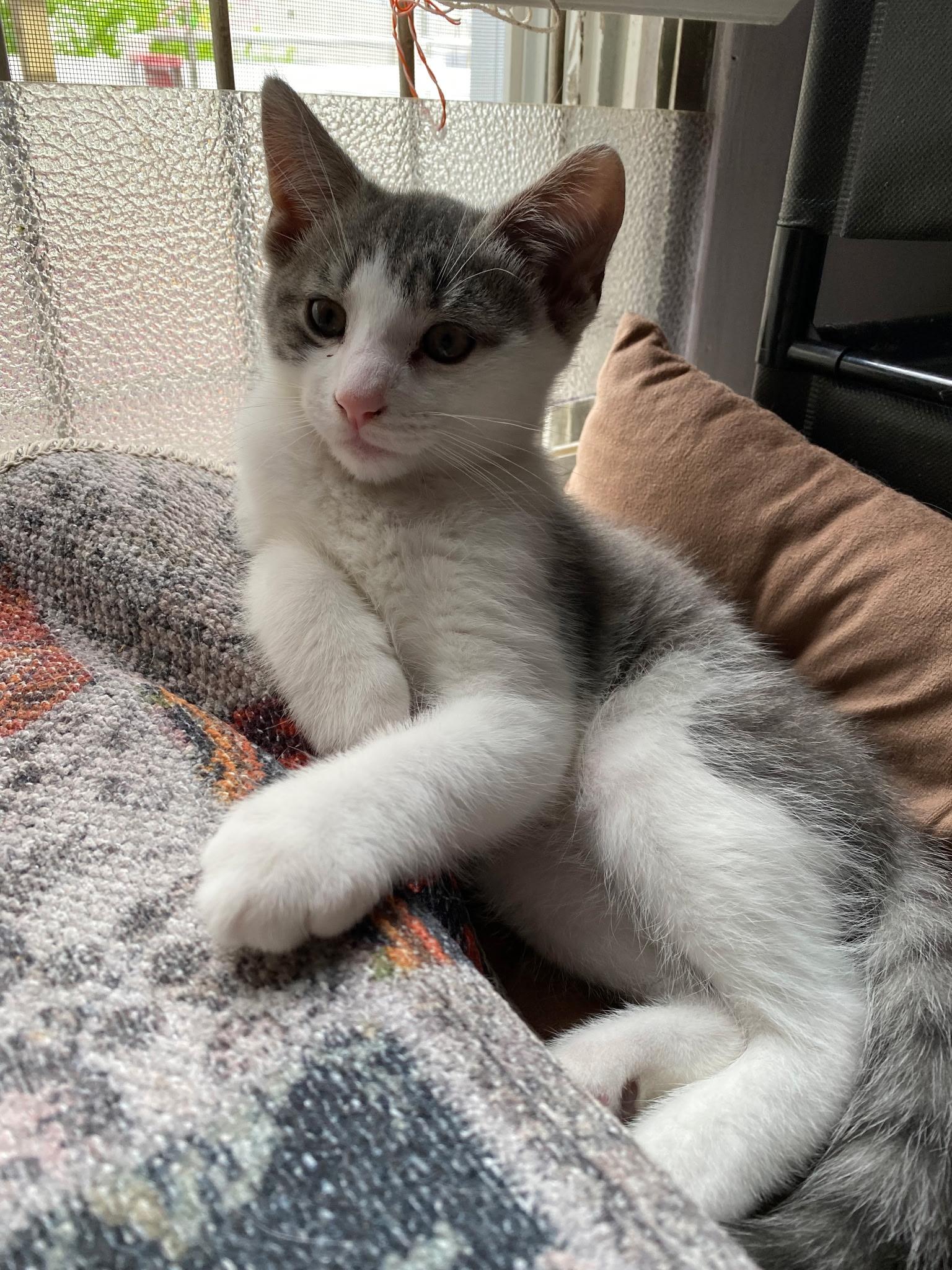 Tom and Jerry, a Adoptable American Shorthair in Brooklyn, NY image 4/5