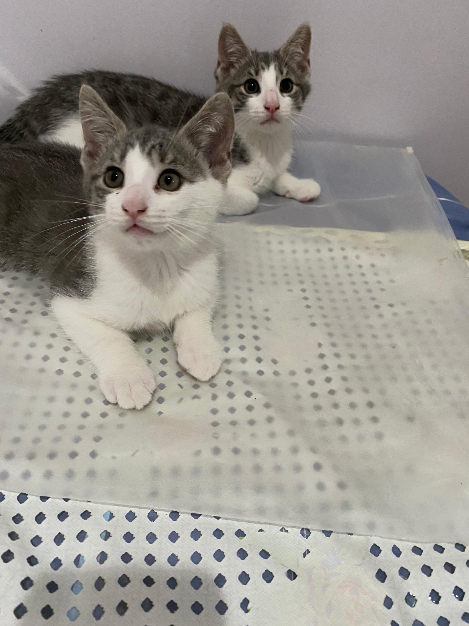 Tom and Jerry, a Adoptable American Shorthair in Brooklyn, NY image 5/5