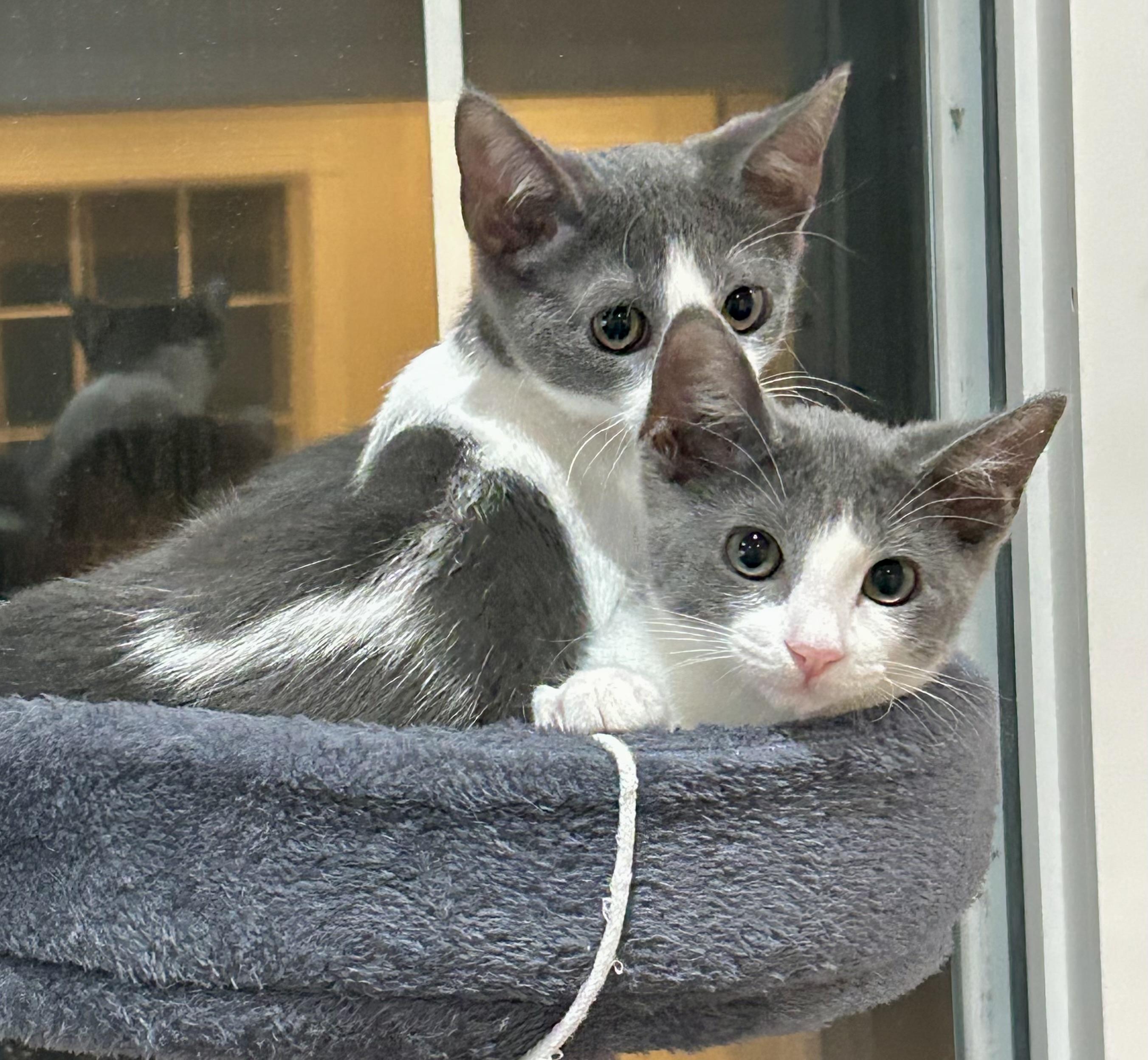 Grey Goose Happy Hour, Adopted, Kitten Female Domestic Short Hair & Tuxedo.