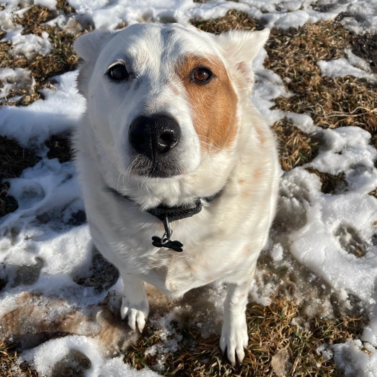 Brandi, an adoptable Australian Cattle Dog / Blue Heeler in Ridgway, CO, 81432 | Photo Image 4
