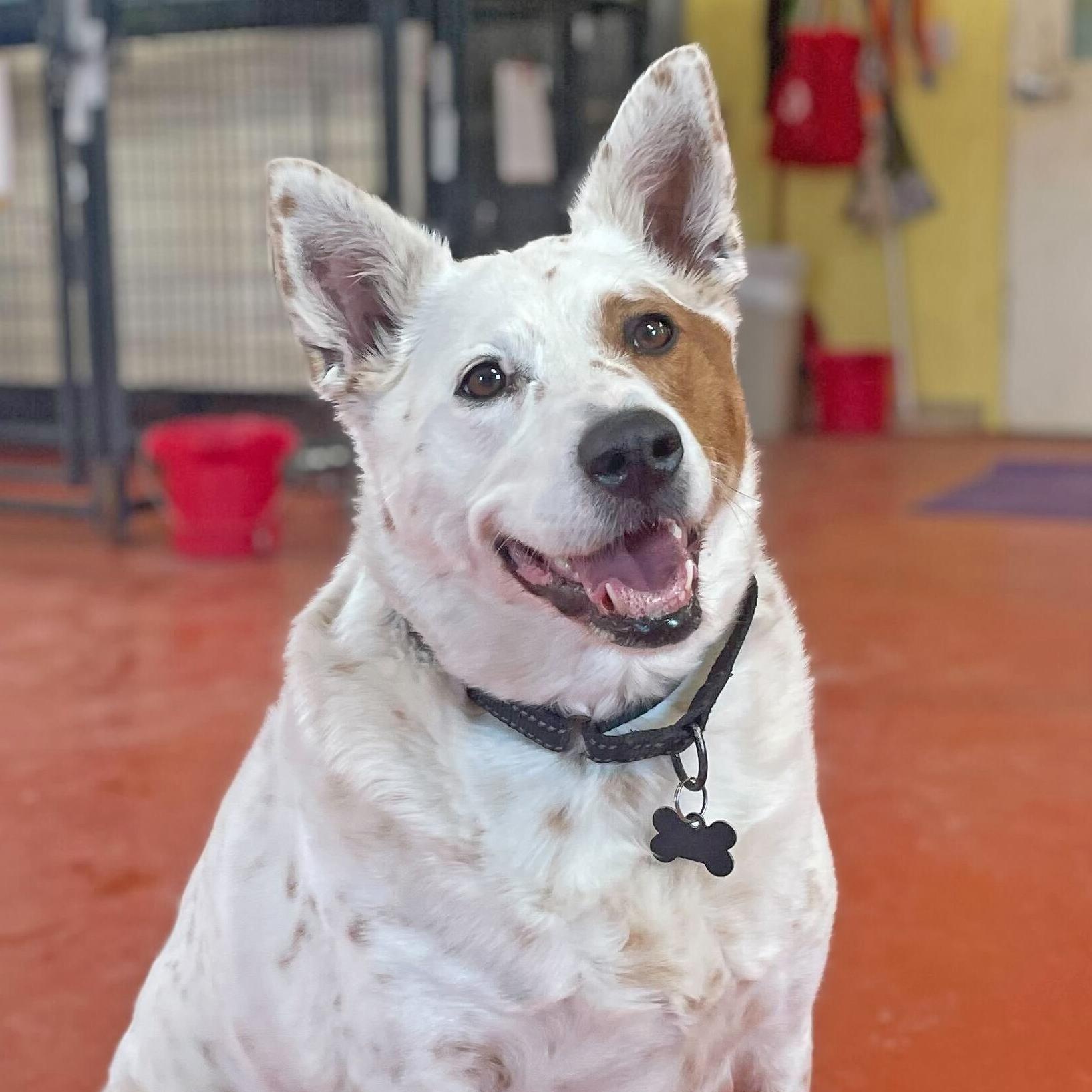 Brandi, an adoptable Australian Cattle Dog / Blue Heeler in Ridgway, CO, 81432 | Photo Image 2
