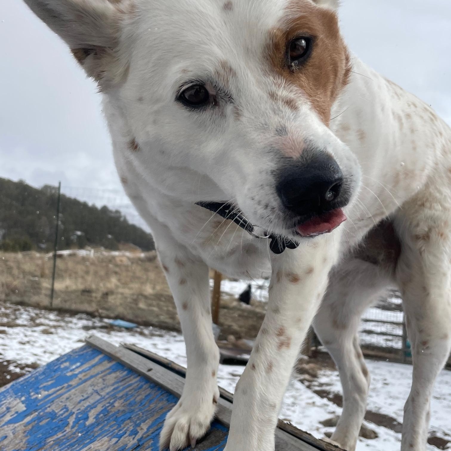 Brandi, an adoptable Australian Cattle Dog / Blue Heeler in Ridgway, CO, 81432 | Photo Image 3