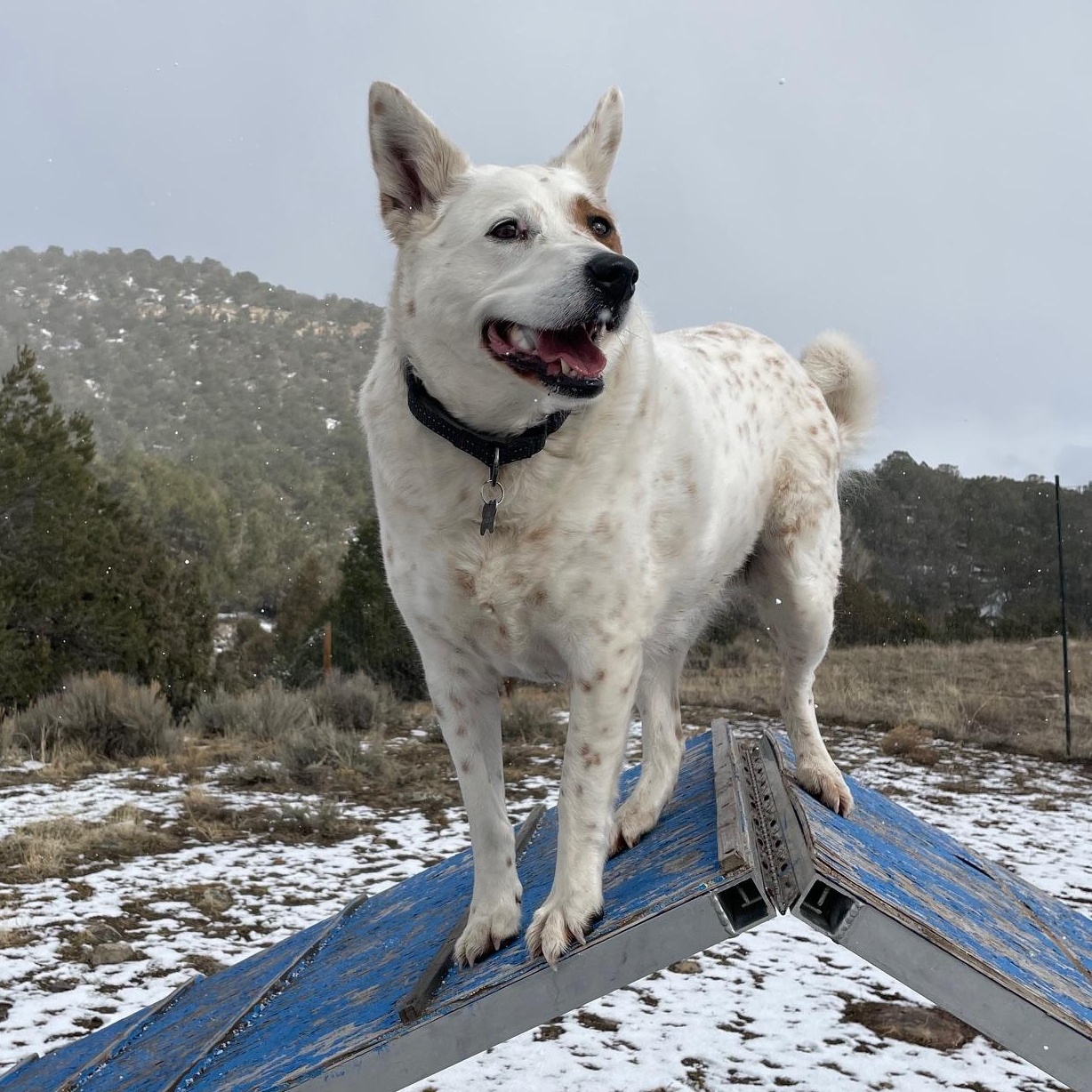 Brandi, an adoptable Australian Cattle Dog / Blue Heeler in Ridgway, CO, 81432 | Photo Image 1