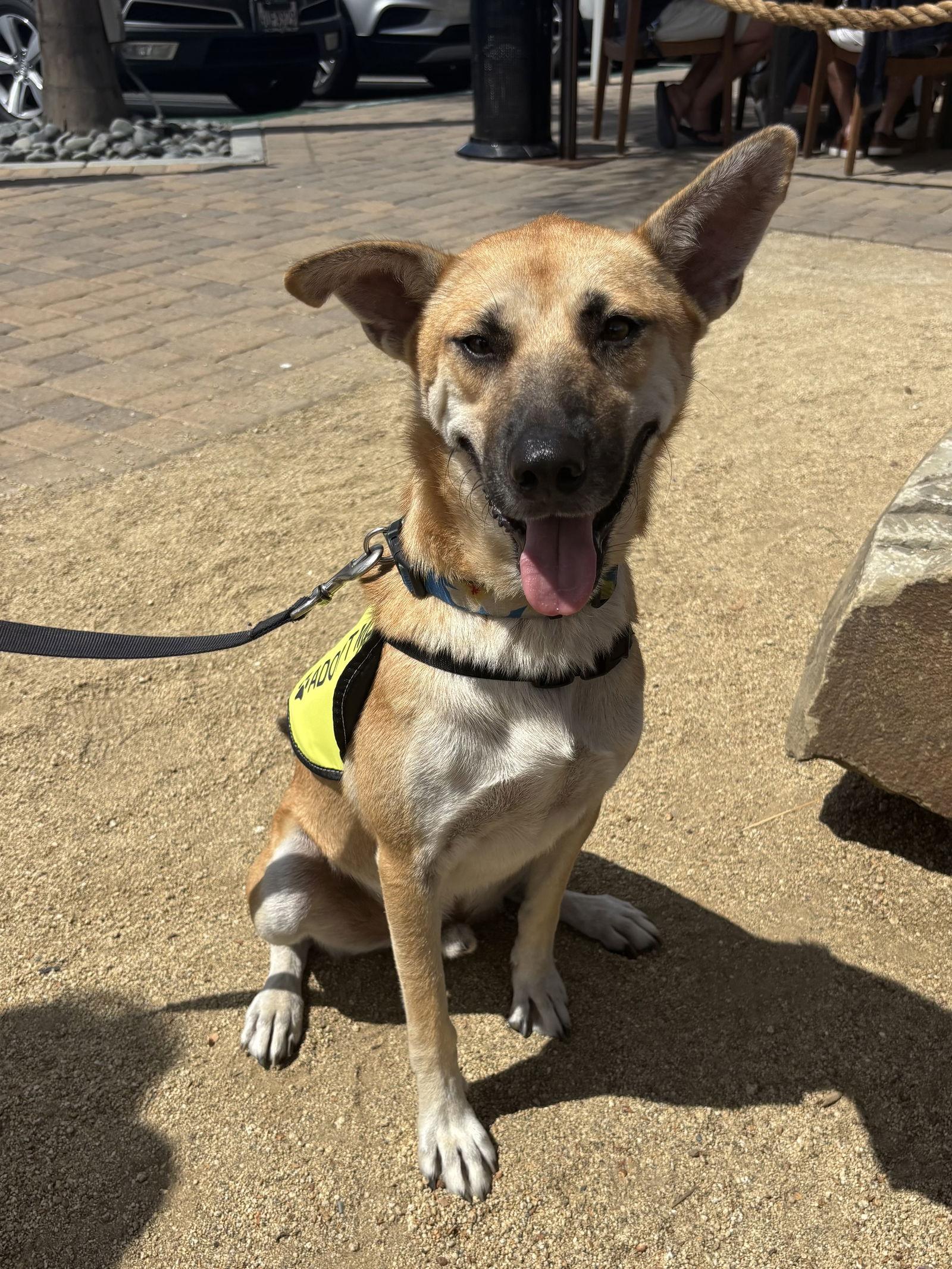 Enlarge Vinnie, a Adoptable Shepherd in San Diego, CA image 1/3