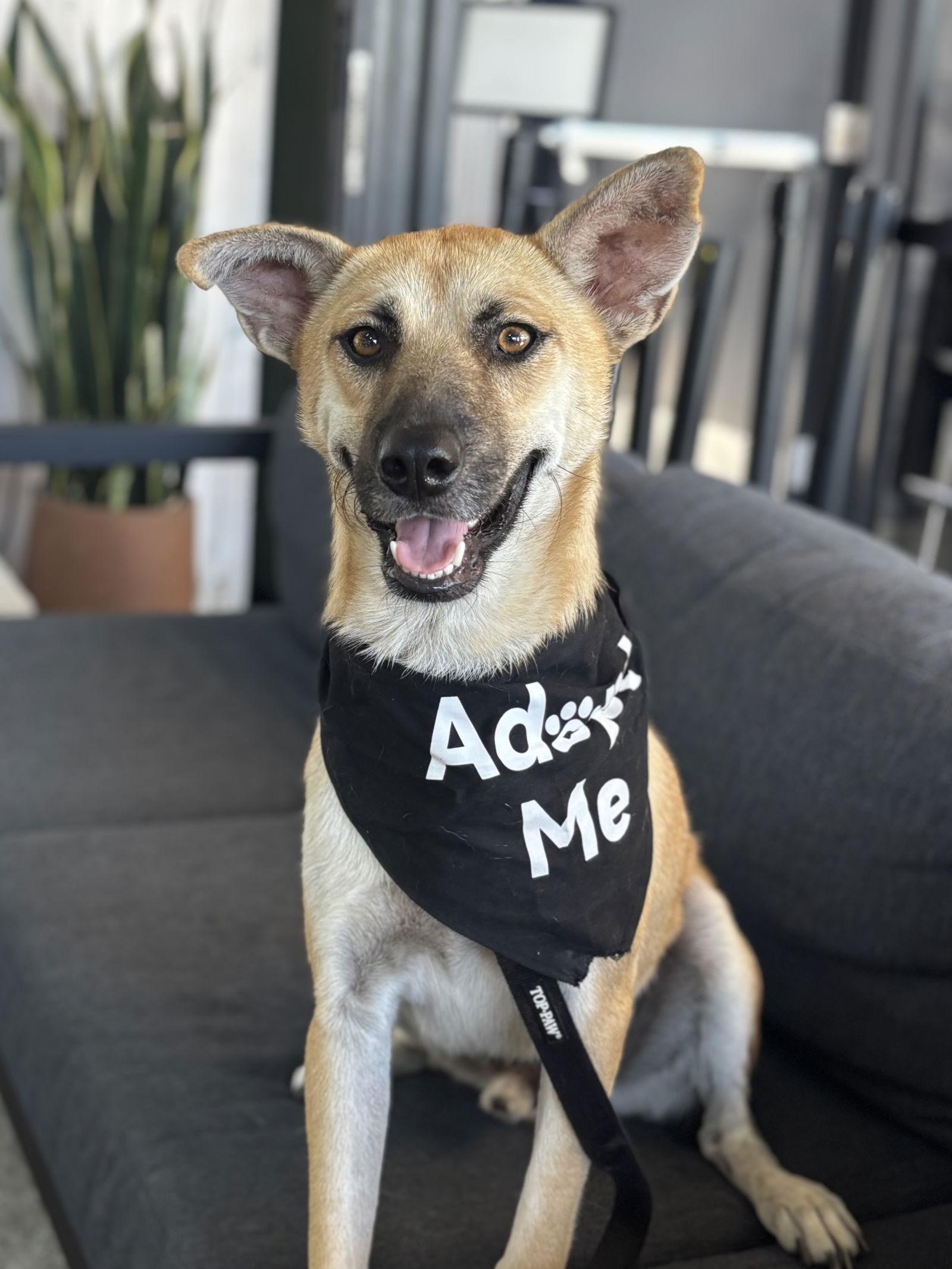 Enlarge Vinnie, a Adoptable Shepherd in San Diego, CA image 2/3