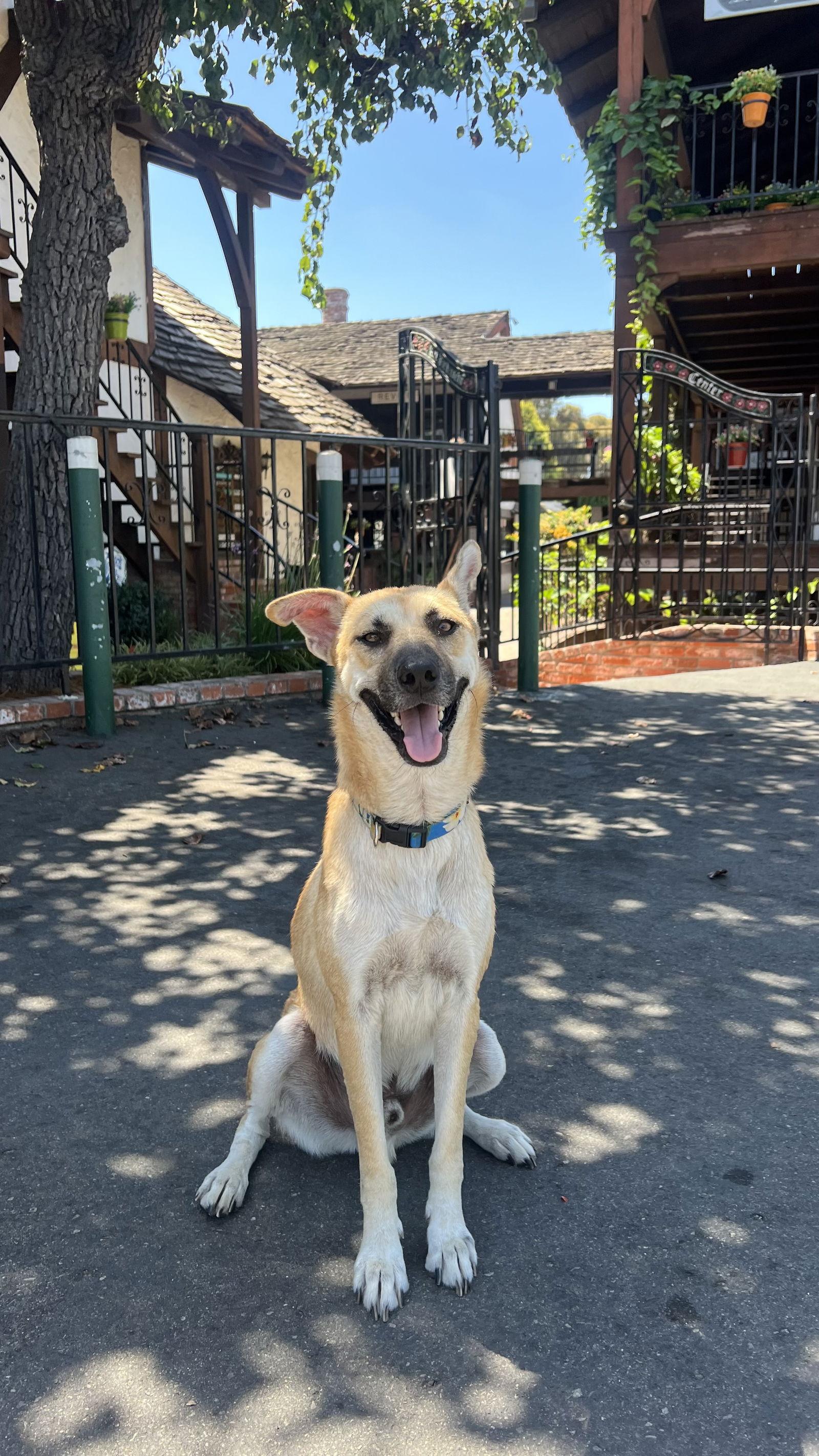 Enlarge Vinnie, a Adoptable Shepherd in San Diego, CA image 3/3