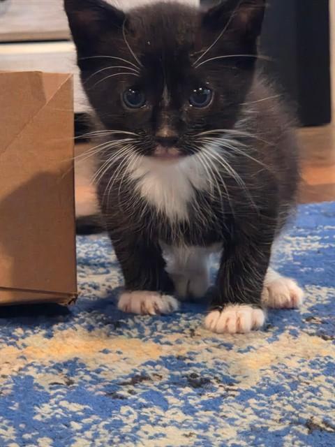 MAXIMUS, Adoptable, Kitten Male Domestic Short Hair.