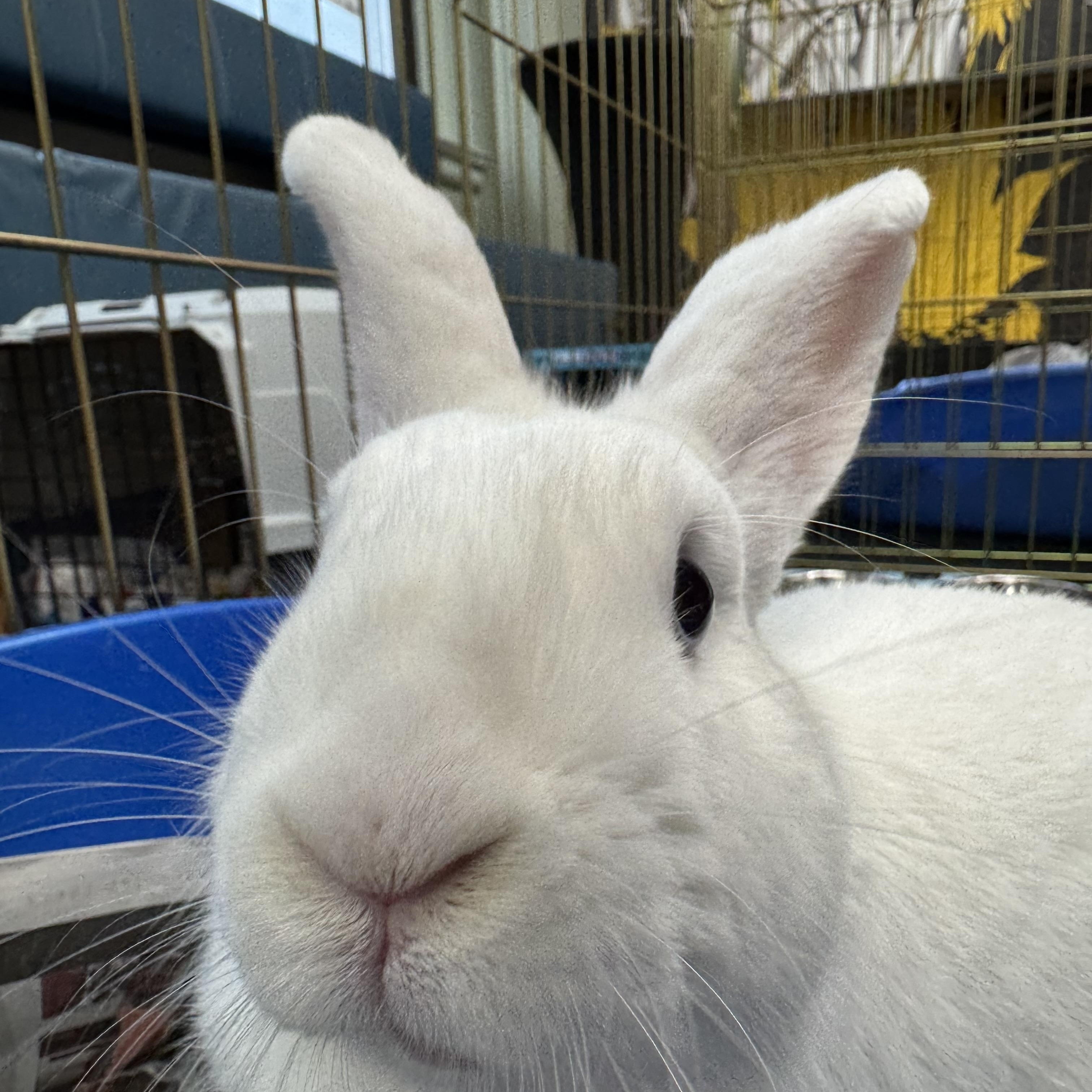 FREYA (ADULT SPAYED FEMALE), an adopted Bunny Rabbit in Forest Hills, NY image 4/6