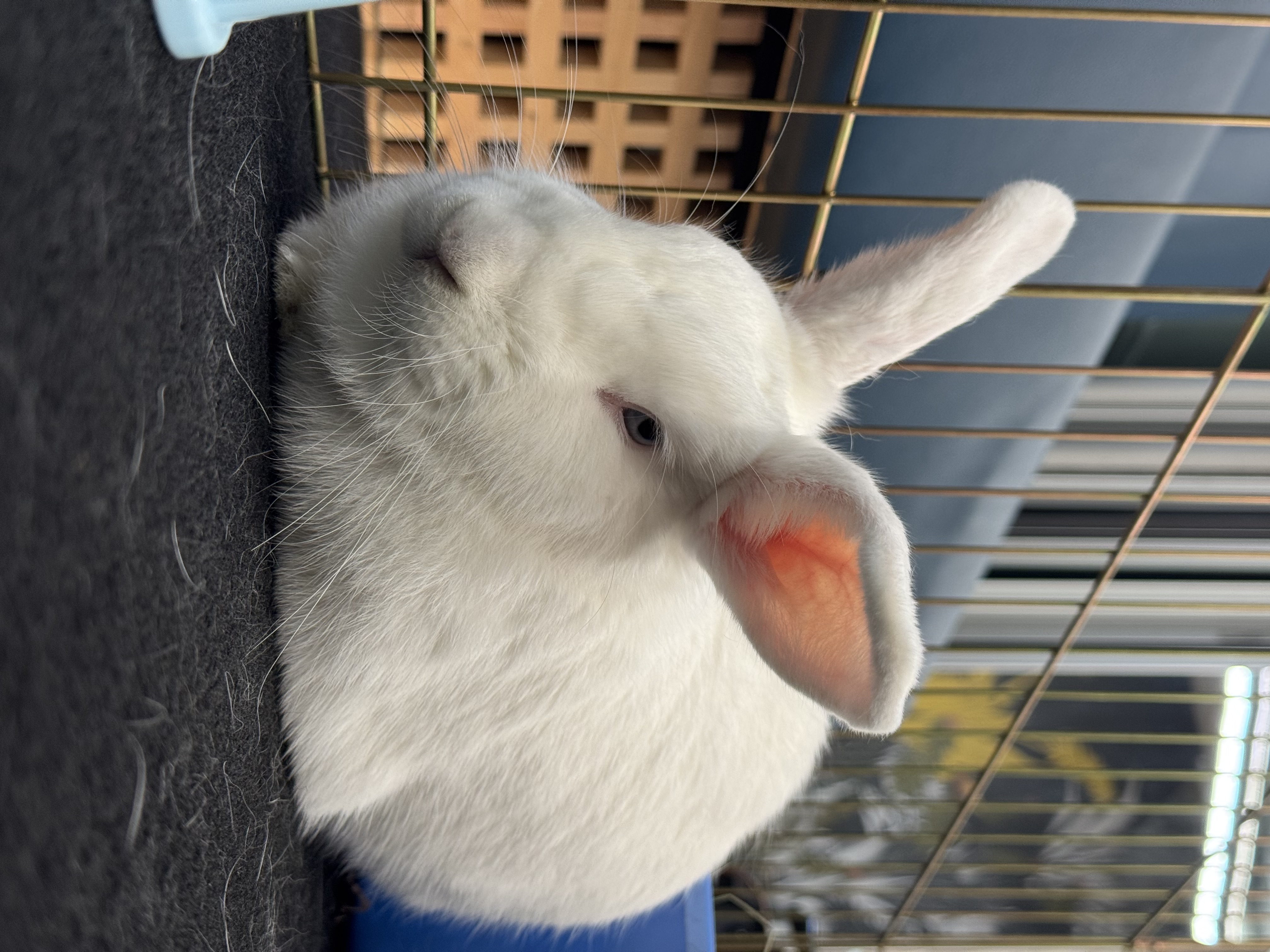 Freya photo 5