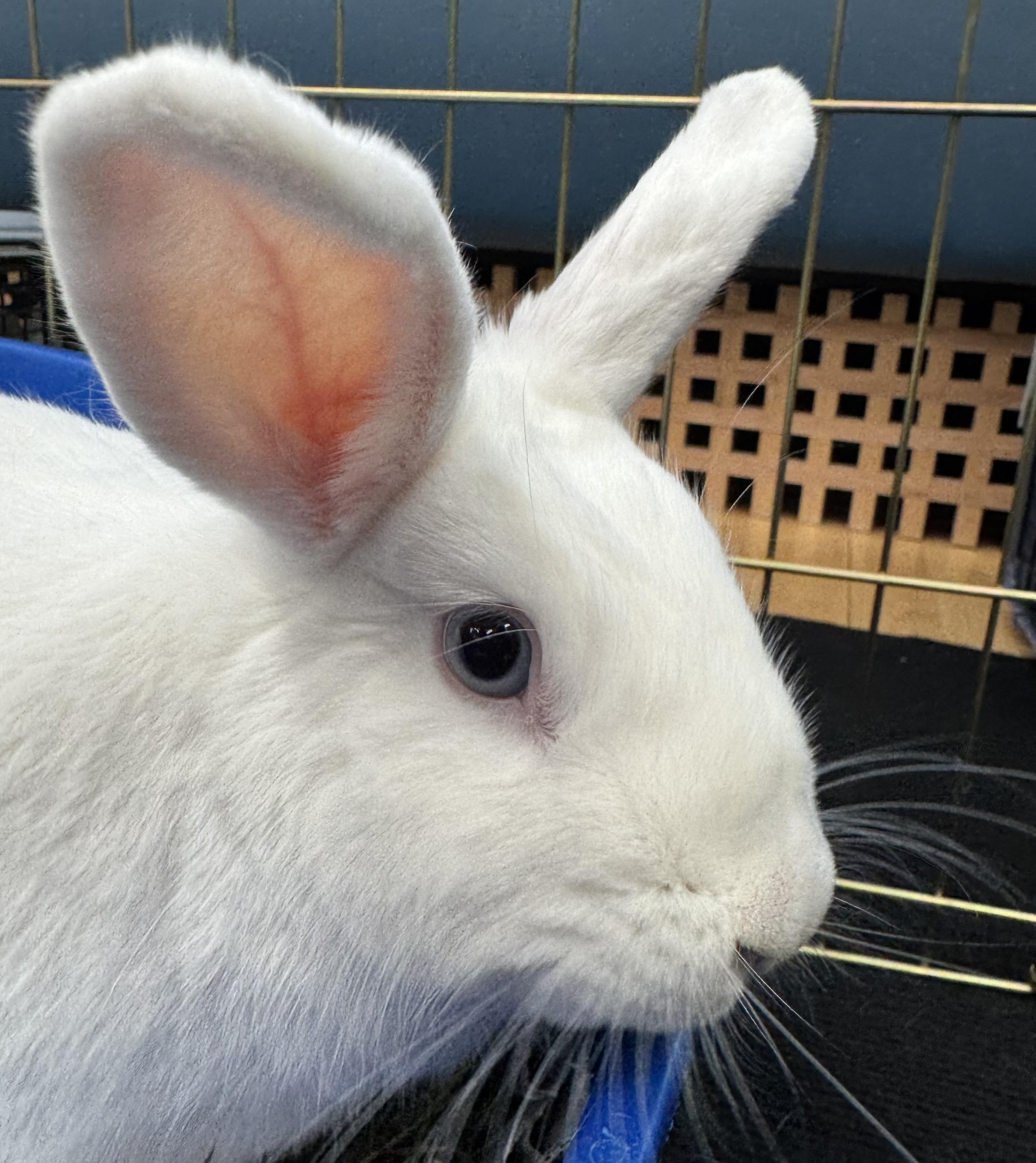 Freya, Adult Female Bunny Rabbit