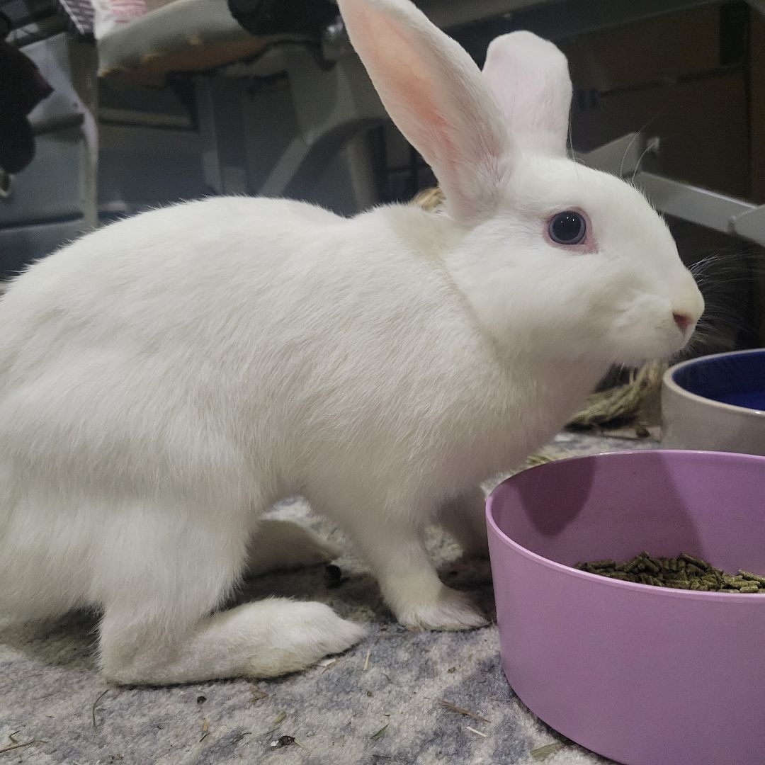 FREYA (ADULT SPAYED FEMALE), an adopted Bunny Rabbit in Forest Hills, NY image 6/6