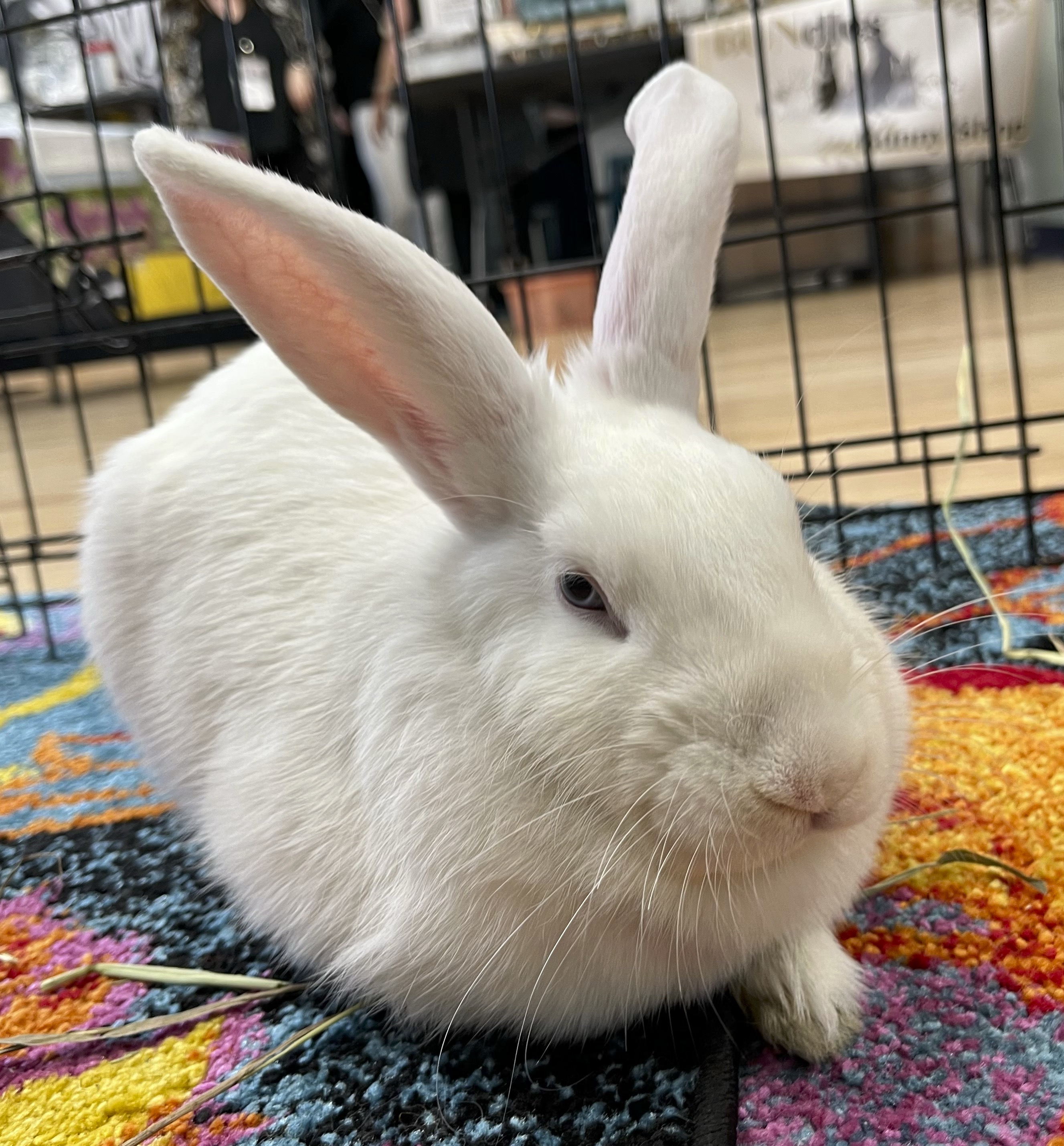 FREYA (ADULT SPAYED FEMALE), an adopted Bunny Rabbit in Forest Hills, NY image 3/6