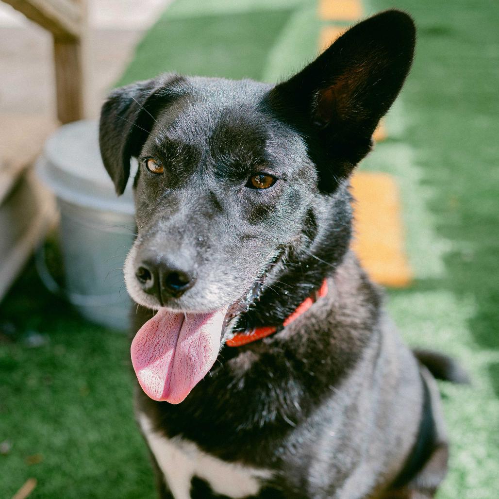Enlarge Baxter (Reduced Rover), a Adoptable Australian Kelpie in New Orleans, LA image 1/6