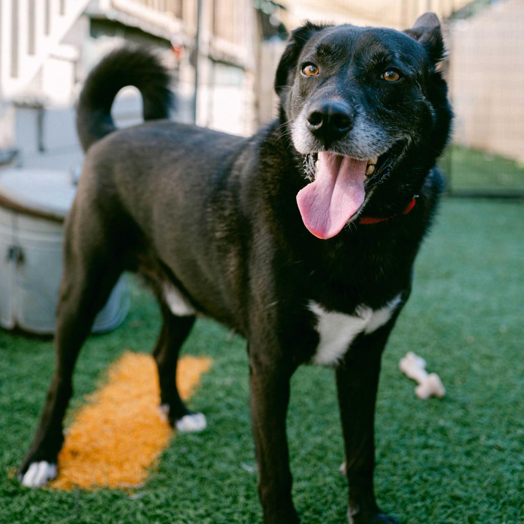Enlarge Baxter (Reduced Rover), a Adoptable Australian Kelpie in New Orleans, LA image 2/6
