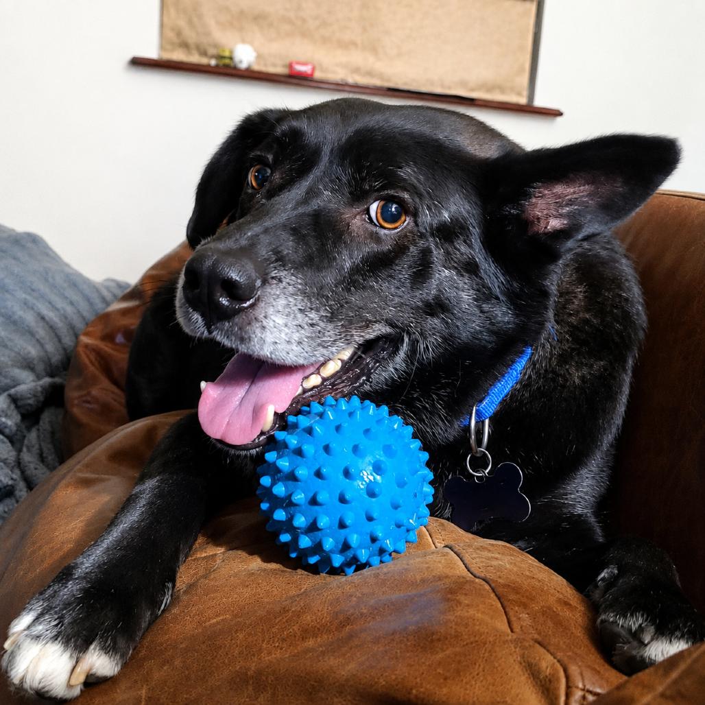 Enlarge Baxter (Reduced Rover), a Adoptable Australian Kelpie in New Orleans, LA image 4/6
