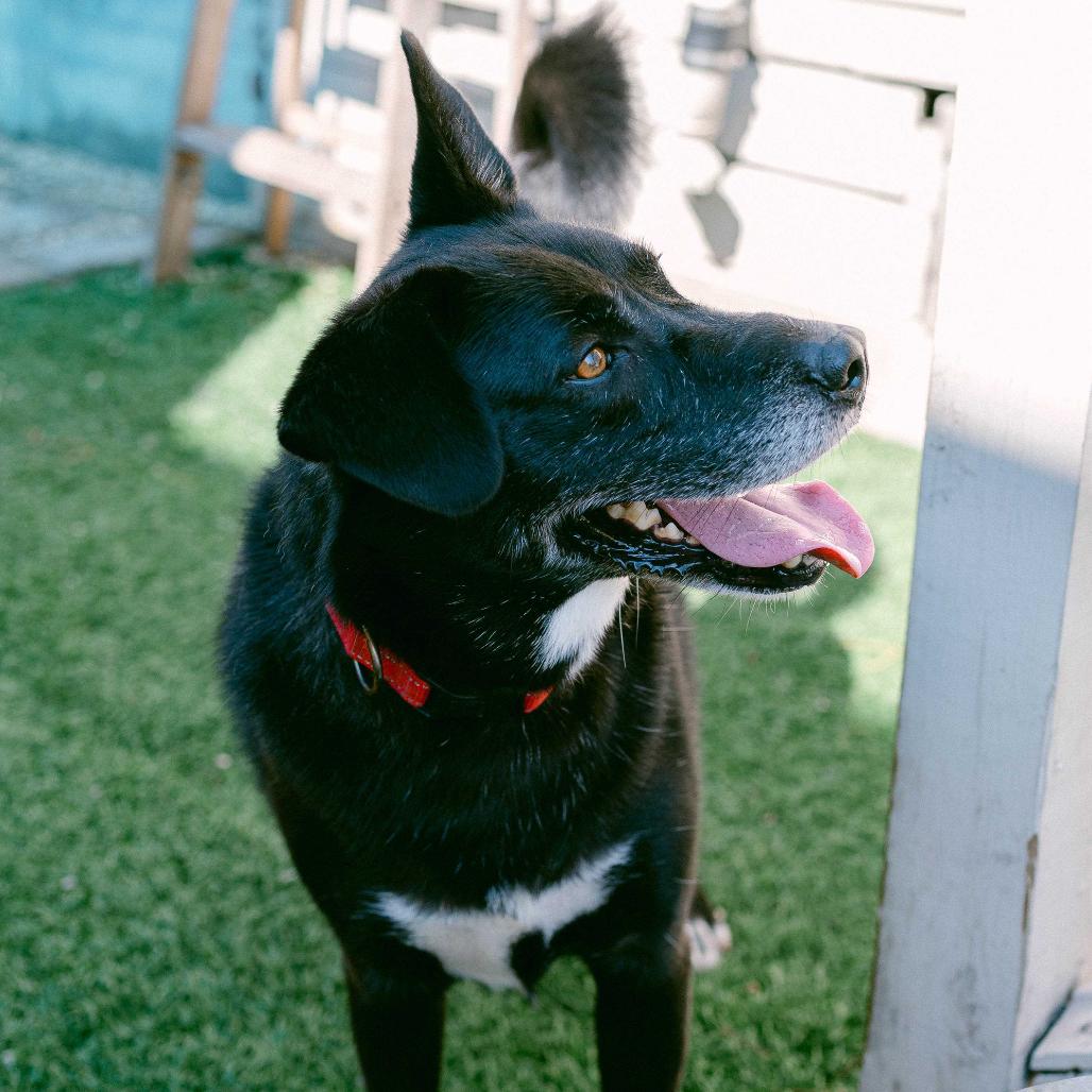 Enlarge Baxter (Reduced Rover), a Adoptable Australian Kelpie in New Orleans, LA image 5/6