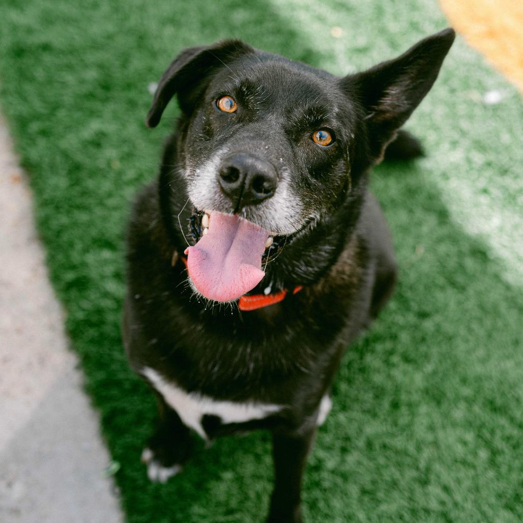 Enlarge Baxter (Reduced Rover), a Adoptable Australian Kelpie in New Orleans, LA image 6/6