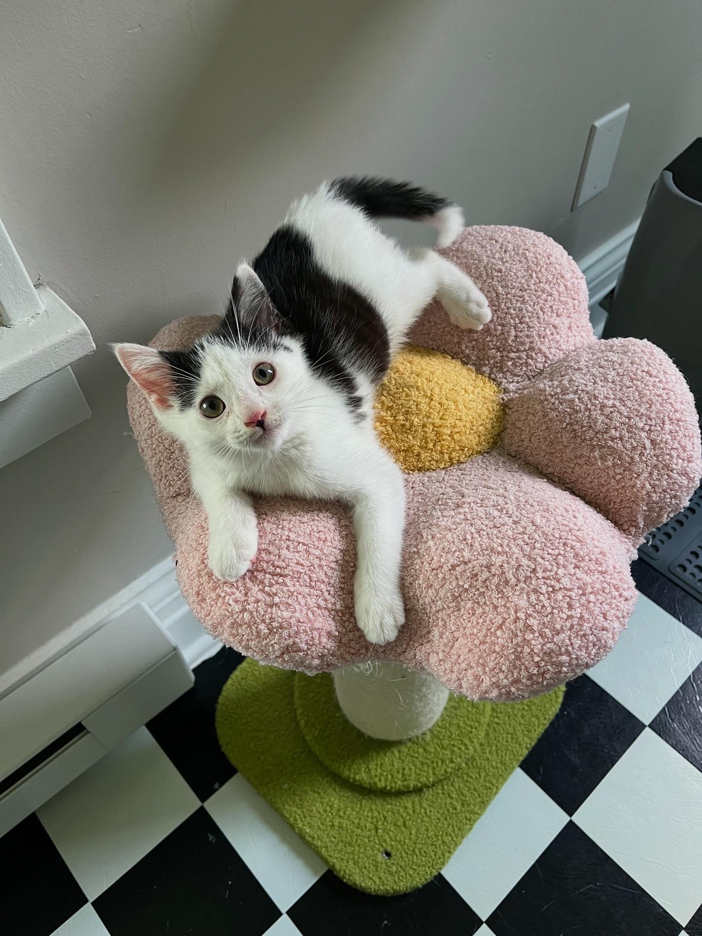 Enlarge Marcel, an adopted Domestic Short Hair in Lima, OH image 4/5