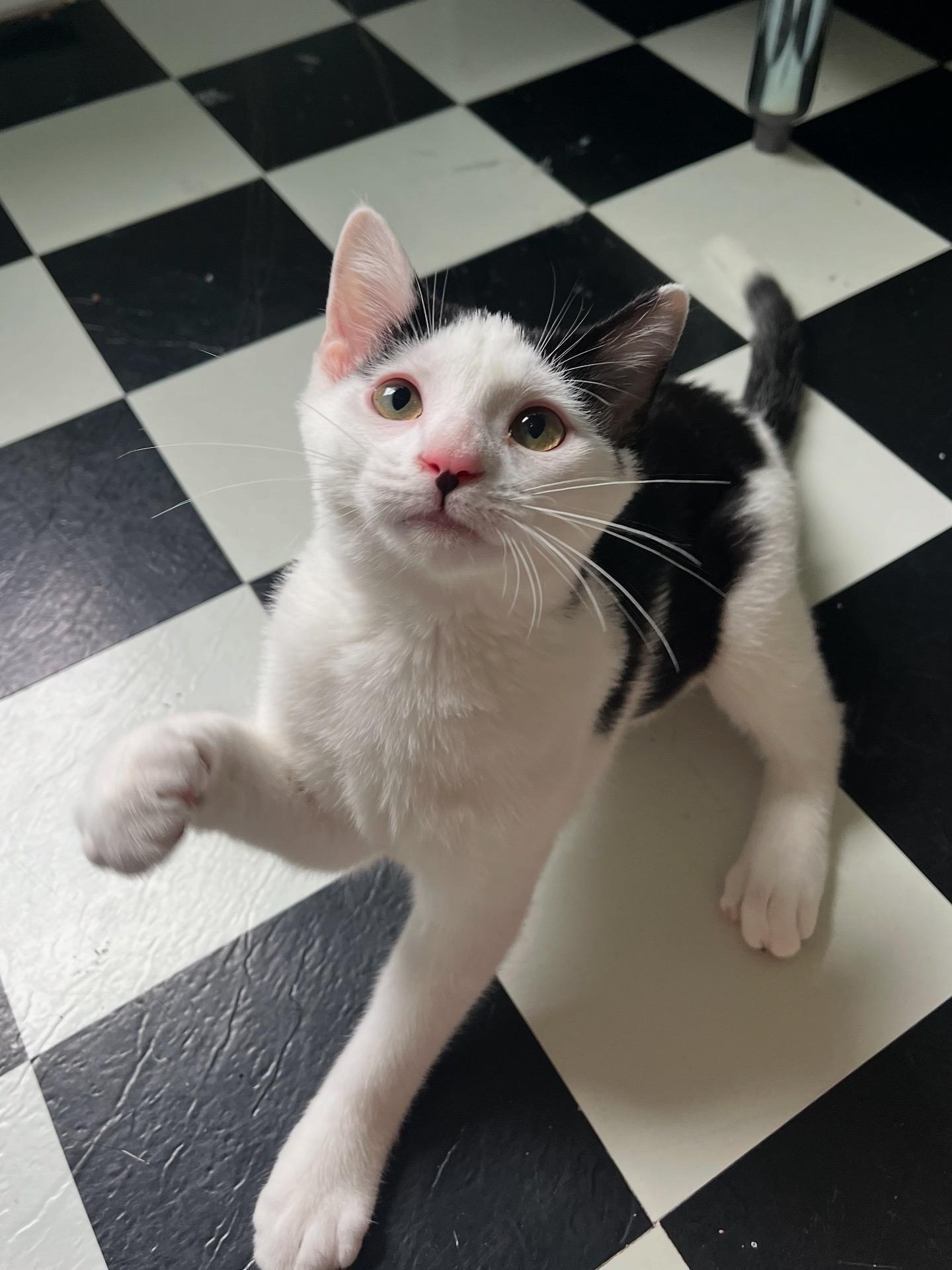 Enlarge Marcel, an adopted Domestic Short Hair in Lima, OH image 2/5