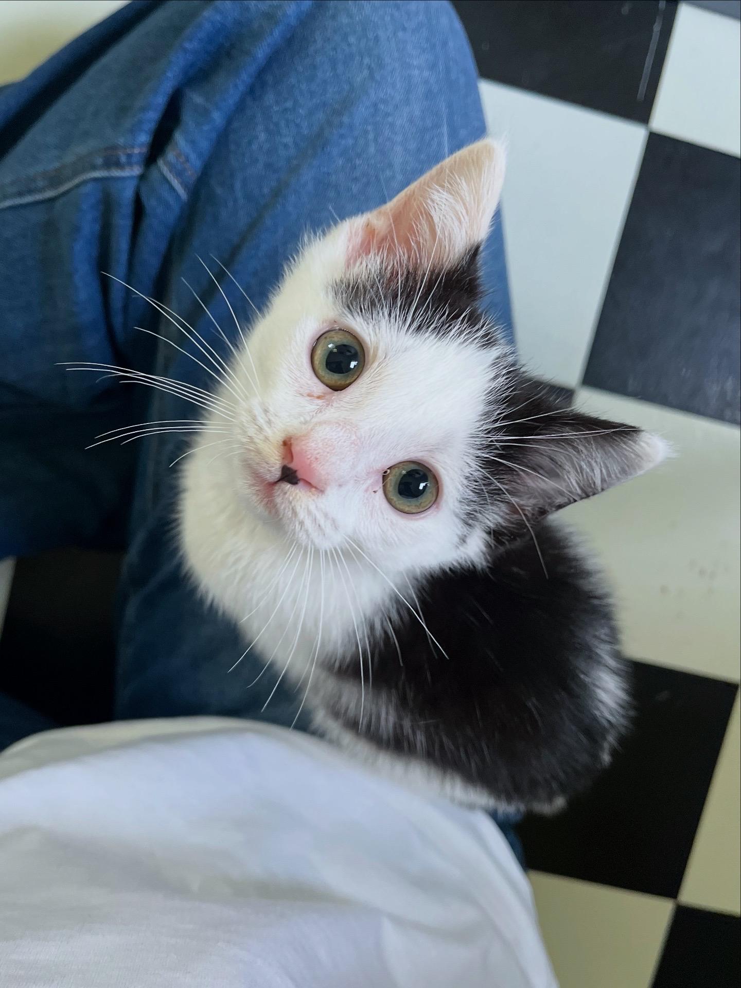 Enlarge Marcel, an adopted Domestic Short Hair in Lima, OH image 5/5