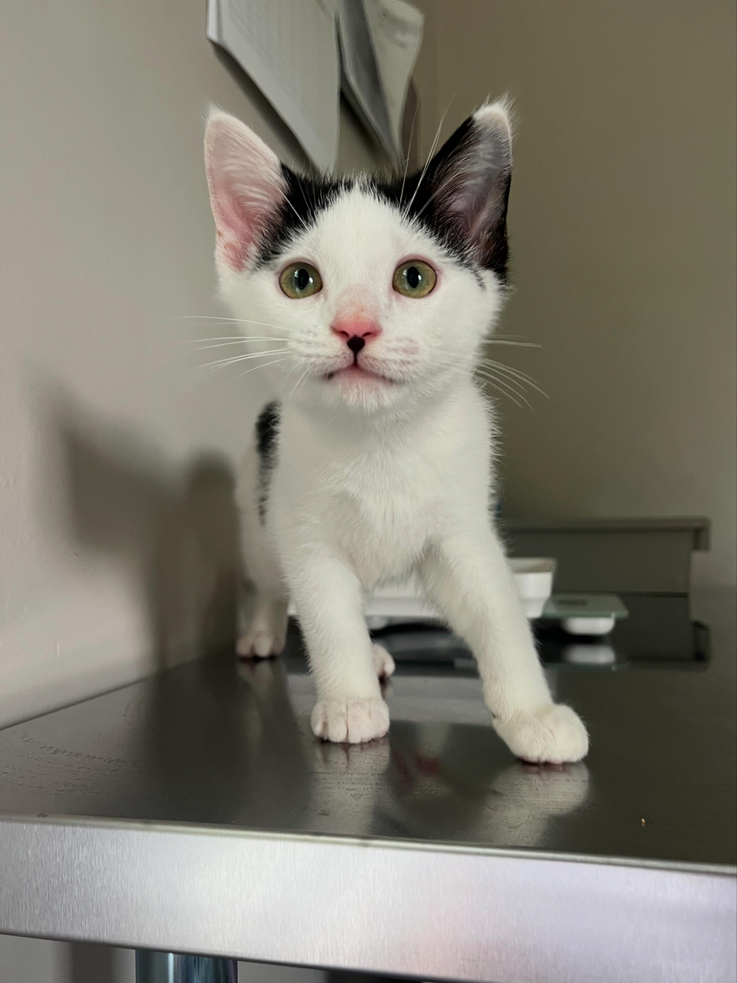 Enlarge Marcel, an adopted Domestic Short Hair in Lima, OH image 3/5