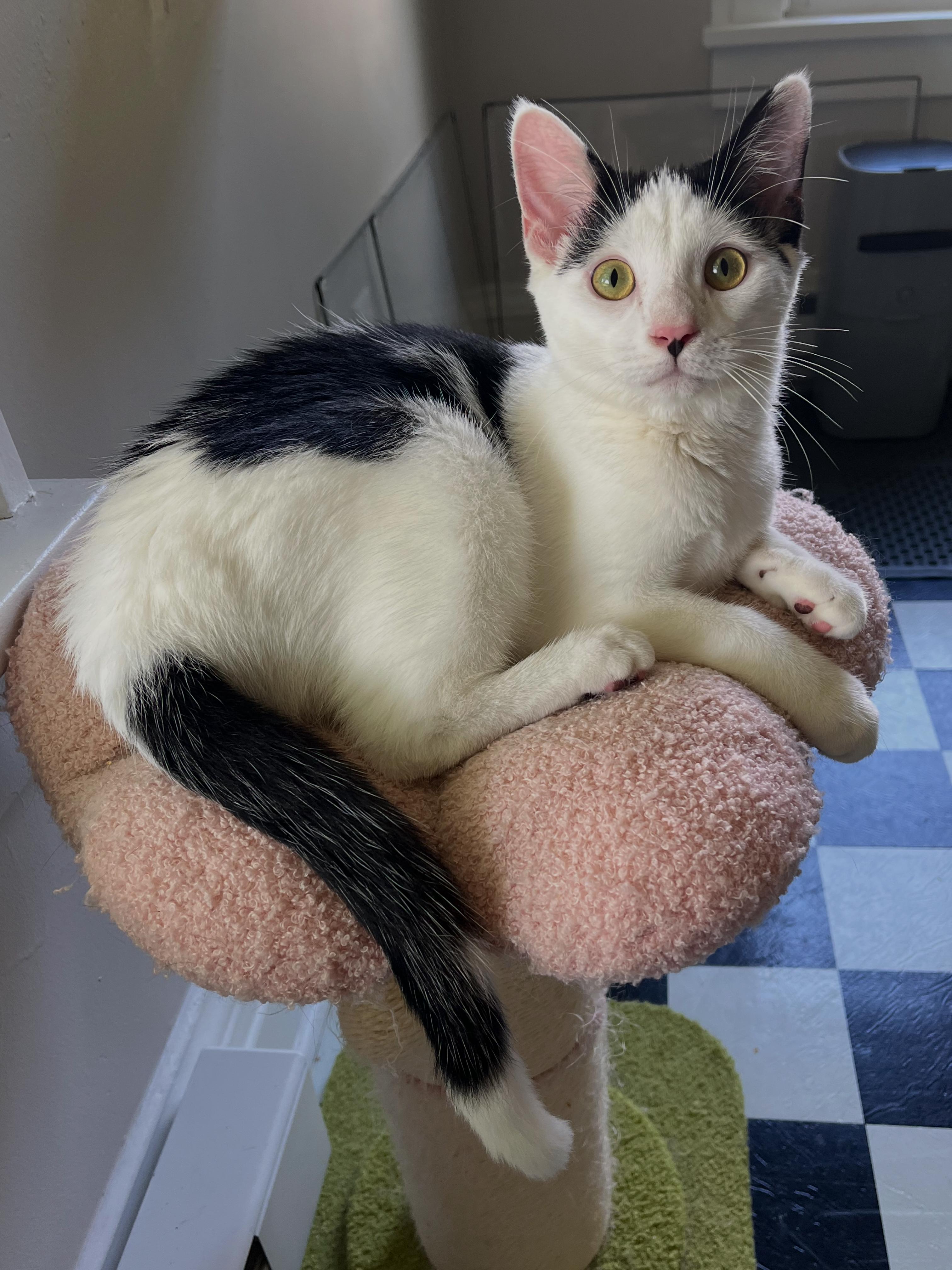 Marcel, adopted, Kitten Male Domestic Short Hair.