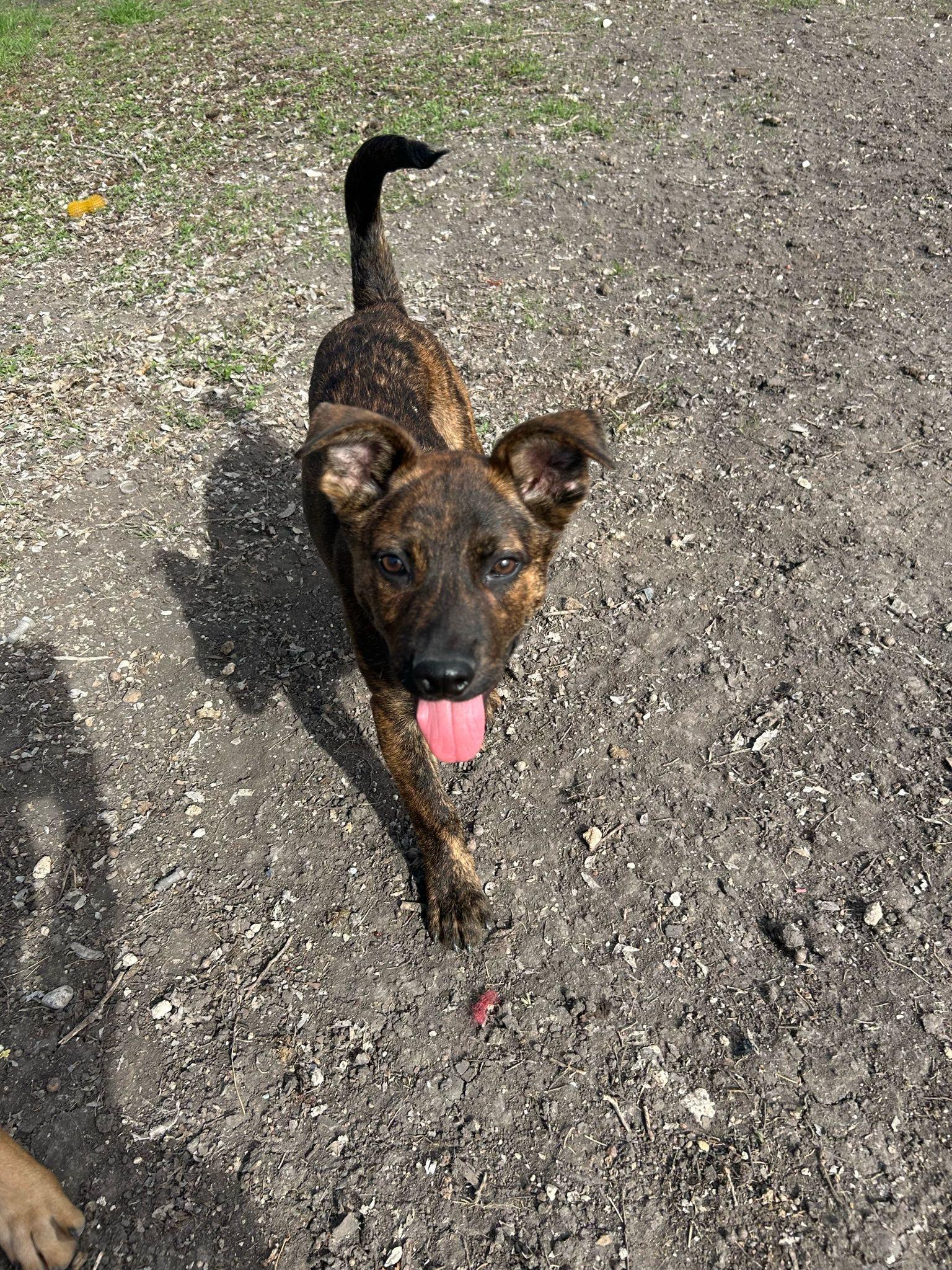 Enlarge Stitch, a Adoptable mixed breed in San Antonio, TX image 1/1