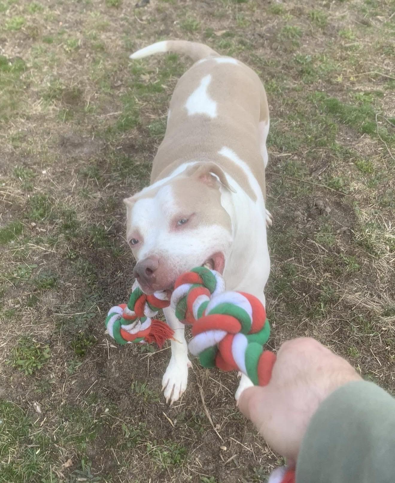 KNOX, a Adoptable American Staffordshire Terrier in Monroe Township, NJ image 3/6