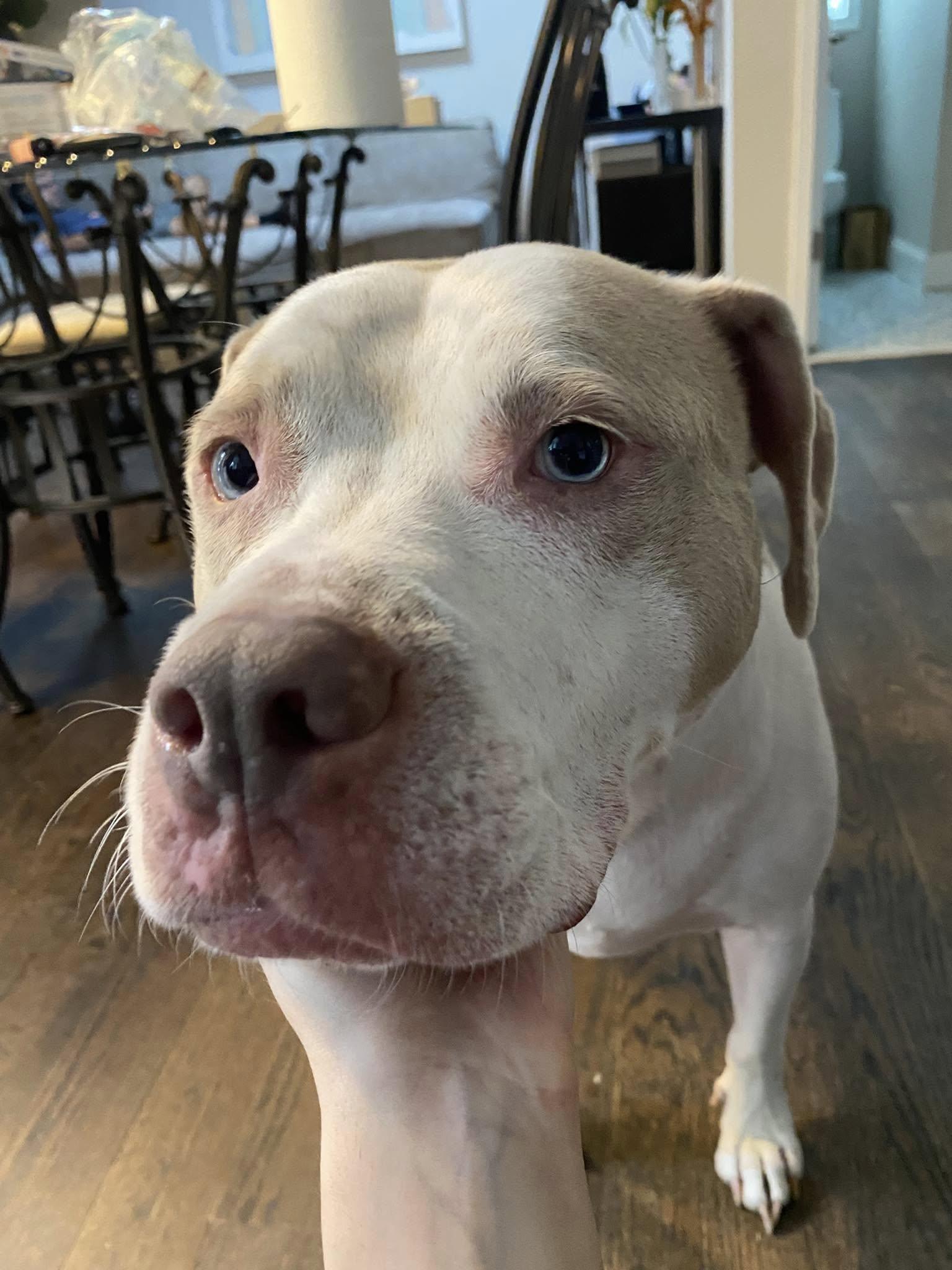 KNOX, a Adoptable American Staffordshire Terrier in Monroe Township, NJ image 4/6