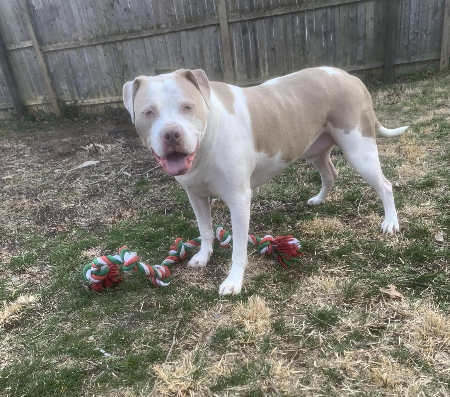 KNOX, a Adoptable American Staffordshire Terrier in Monroe Township, NJ image 5/6