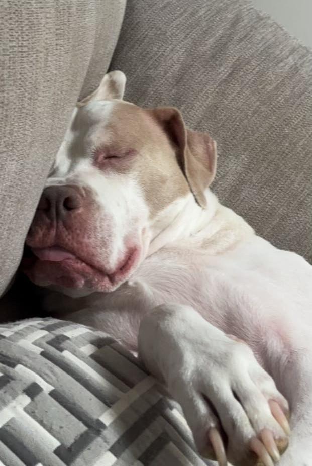 KNOX, Adult Male American Staffordshire Terrier