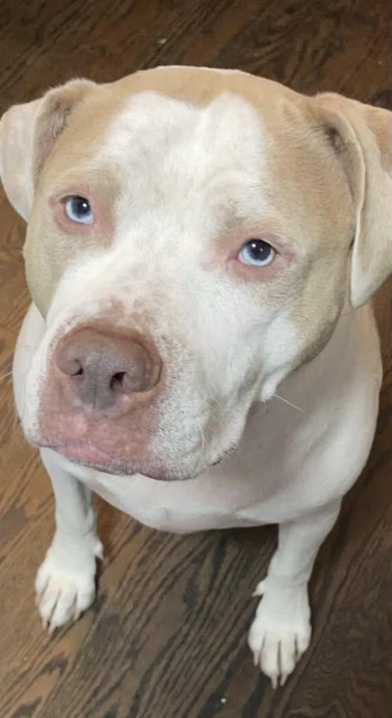 KNOX, a Adoptable American Staffordshire Terrier in Monroe Township, NJ image 6/6