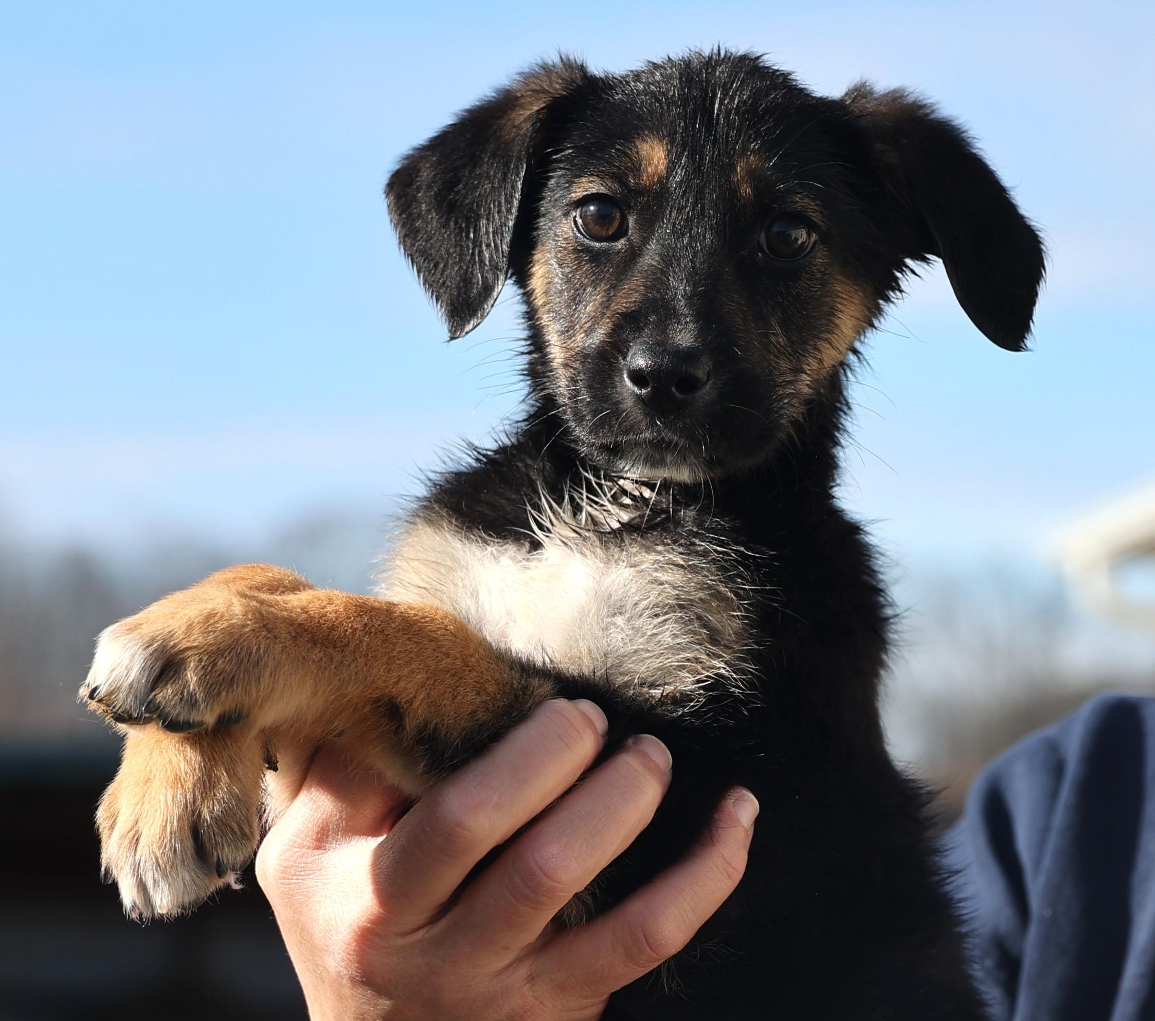Enlarge 2026Ella, an adopted mixed breed in Frederick, MD image 4/6